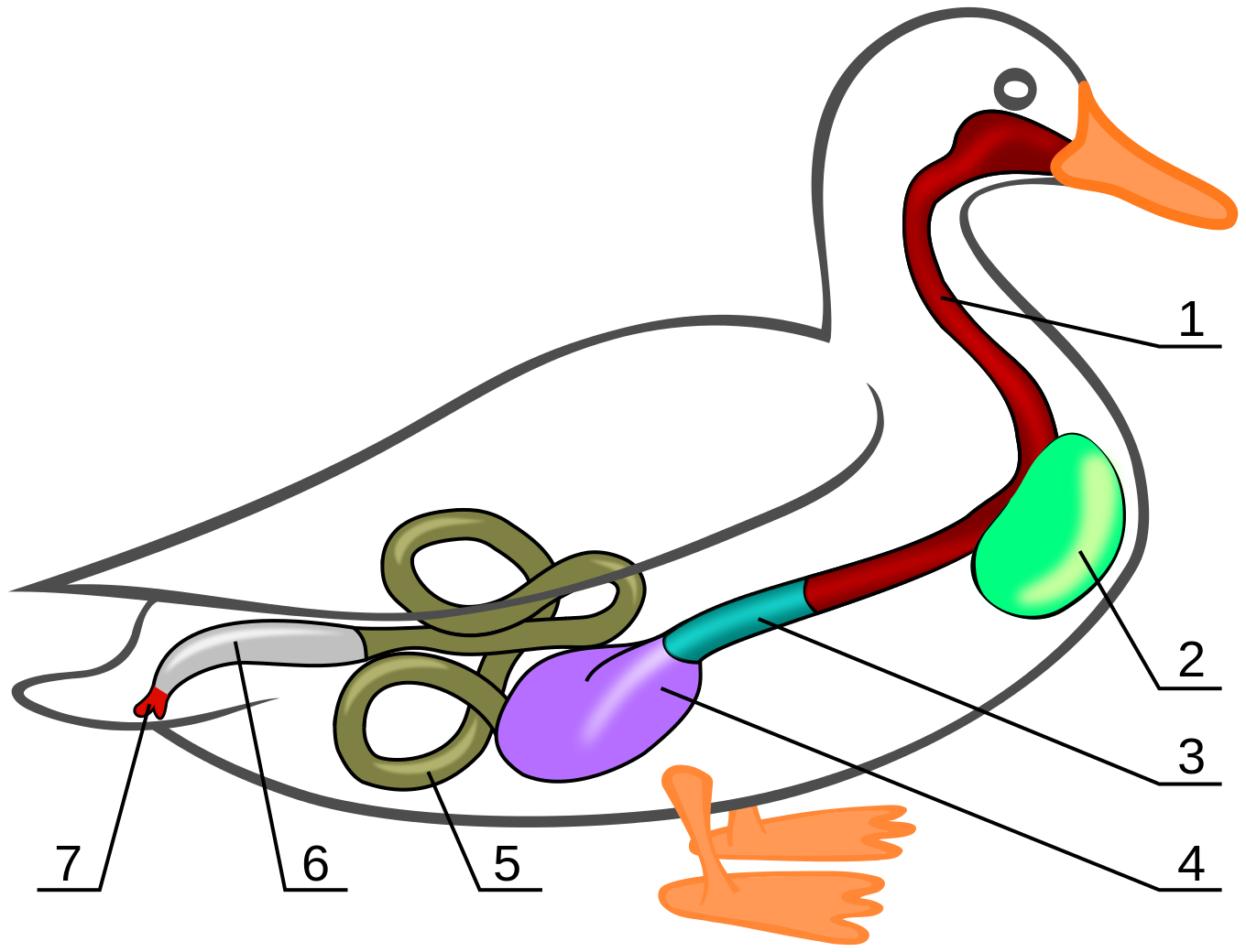 Пищеварительные железы птиц. Пищеварительная система утки схема. Кряква внутреннее строение. Система пищеварения утки. Пищеварительная система птиц анатомия.