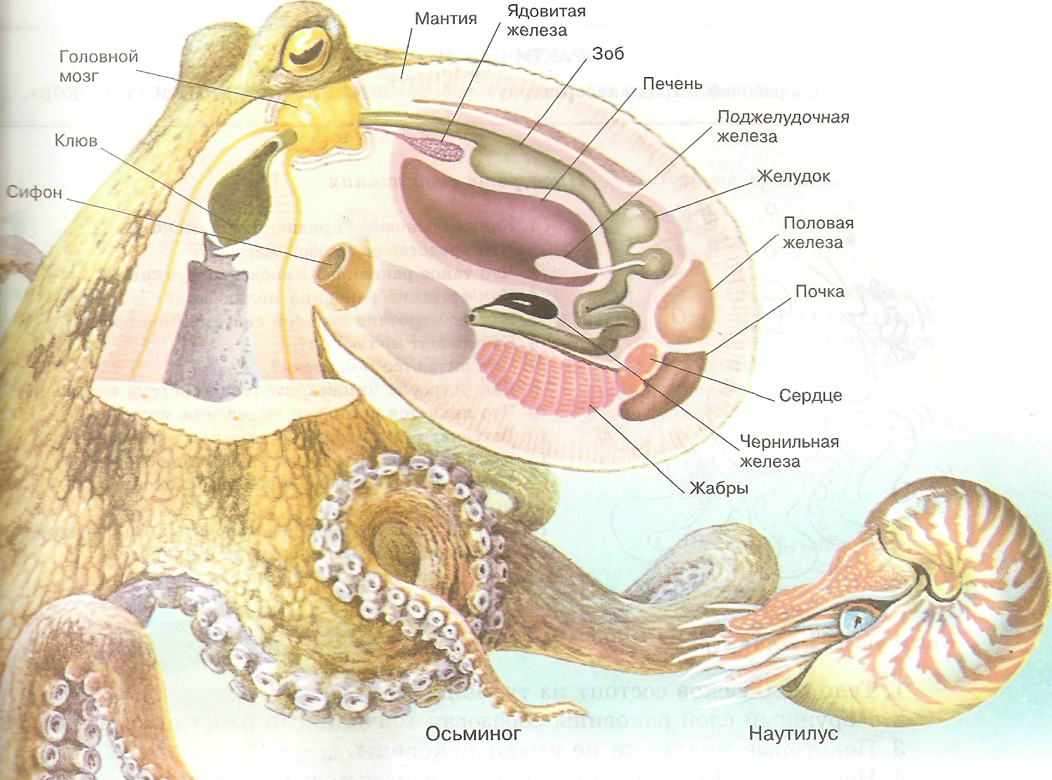 Органы размножения открываются в мантийную полость. Головоногие моллюски внутреннее строение. Внутреннее строение головоногих. Строение головоногих моллюсков. Внешнее строение головоногих моллюсков.