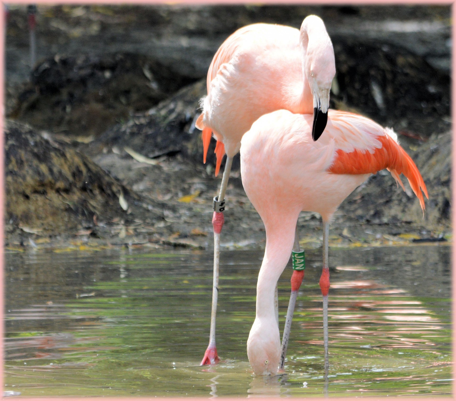 Розовый Фламинго любовь
