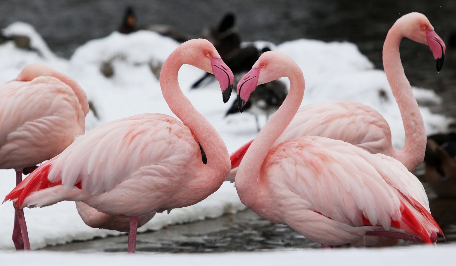 Фламинго любовь