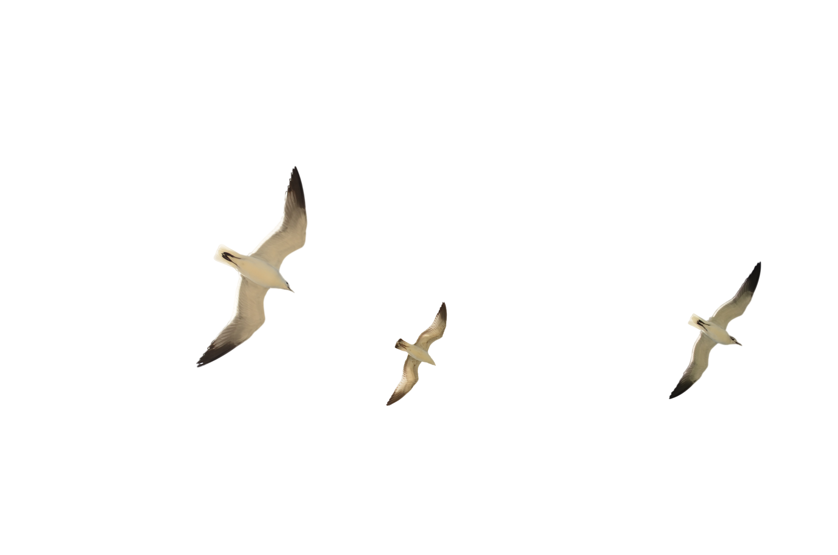 Чайки на прозрачном фоне анимация