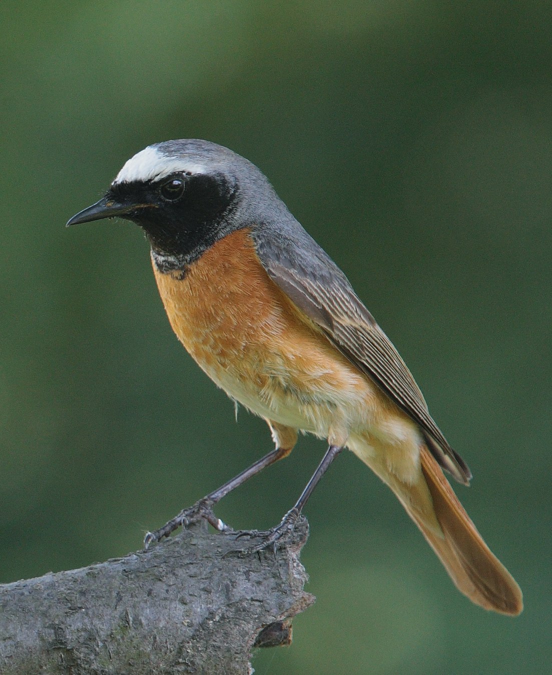 Мелкие птицы краснодарского края фото
