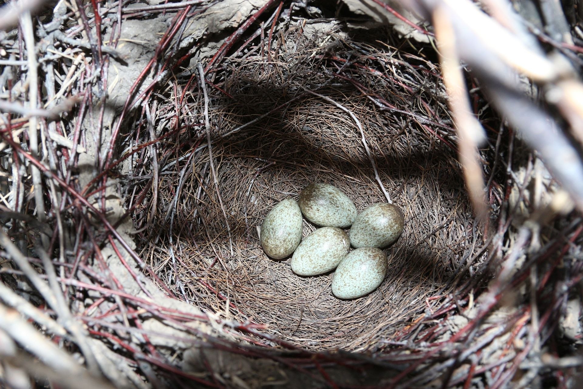 Яйца вороны фото в гнезде