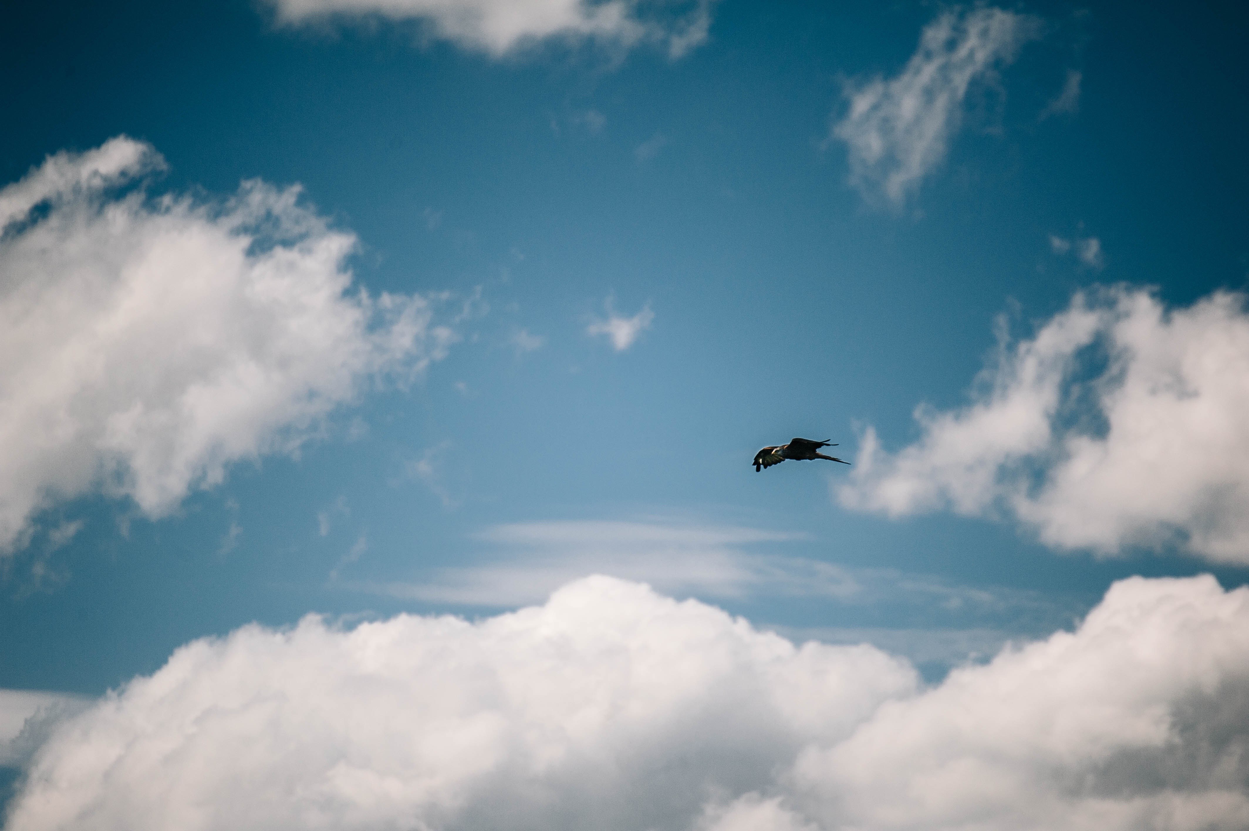 Синяя птица облака. Полет птицы 1988. Птицы в небе. Птицы в небе фото. Птицы в облаках.