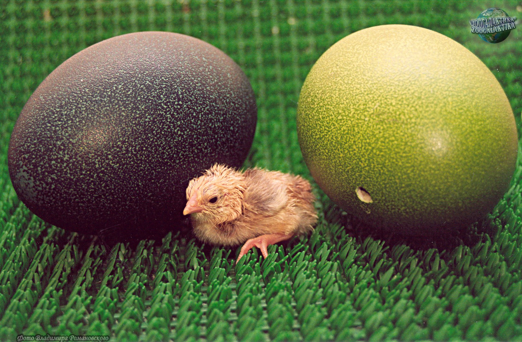 Animal яйцо. Яйцо страуса эму. Яйца казуара. Гнездо казуара. Страус казуар яйца.