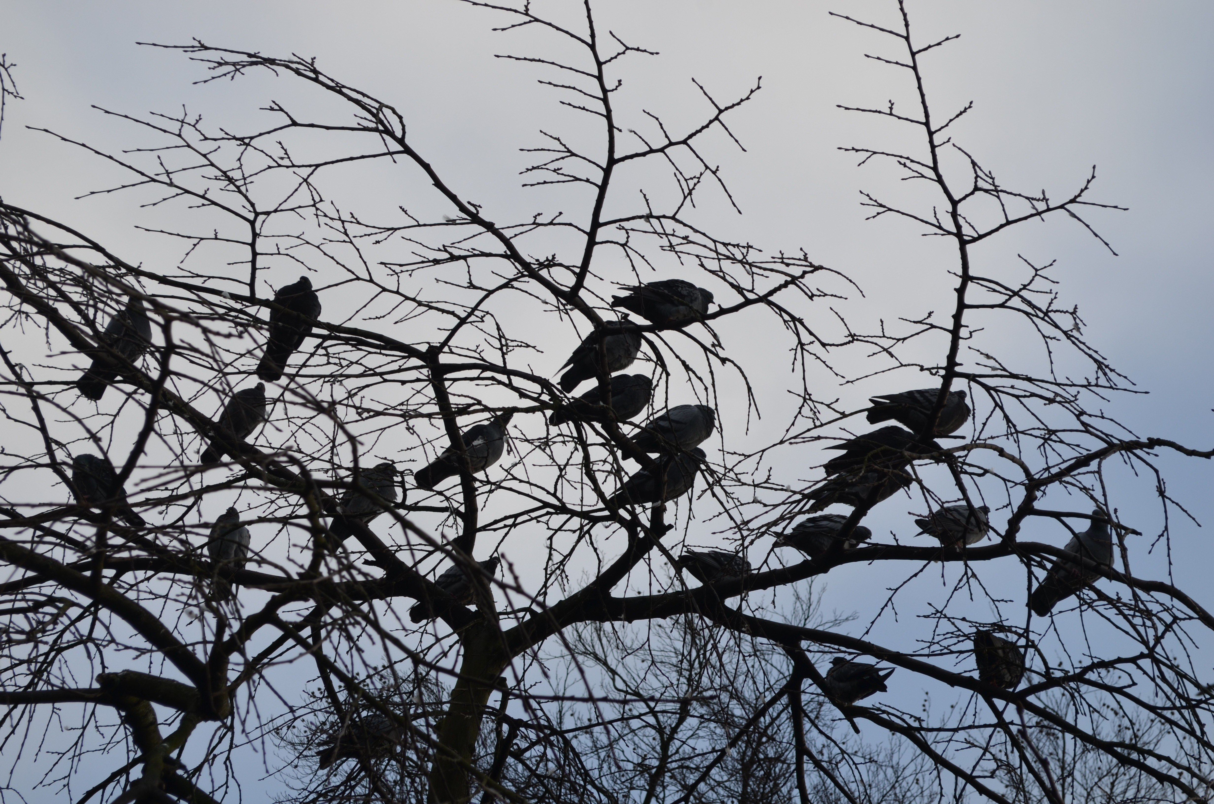 Вдруг среди листвы видишь пестрый. Птицы на дереве. Вороны на дереве. Вороны на дереве зимой. Много птиц на ветке.