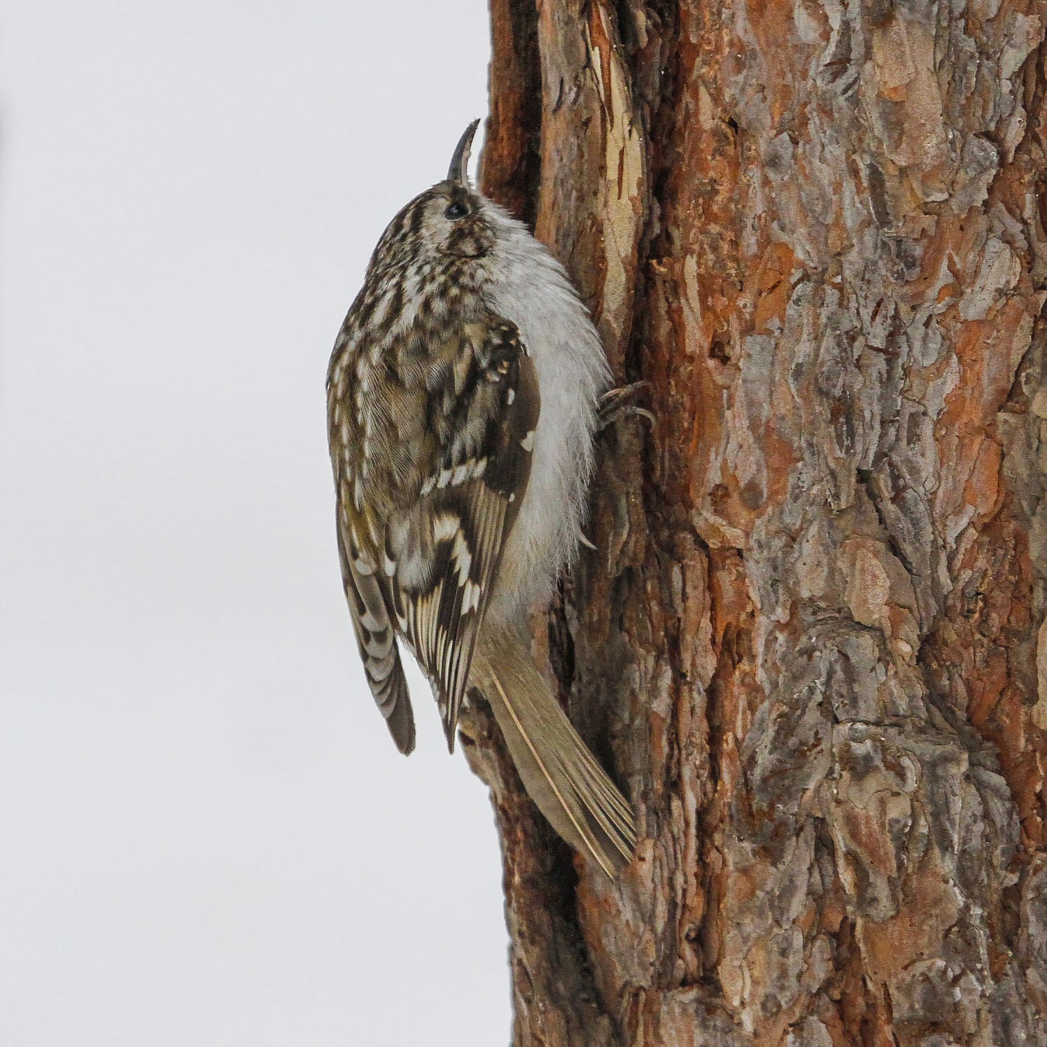 Гималайская пищуха (Certhia himalayana)