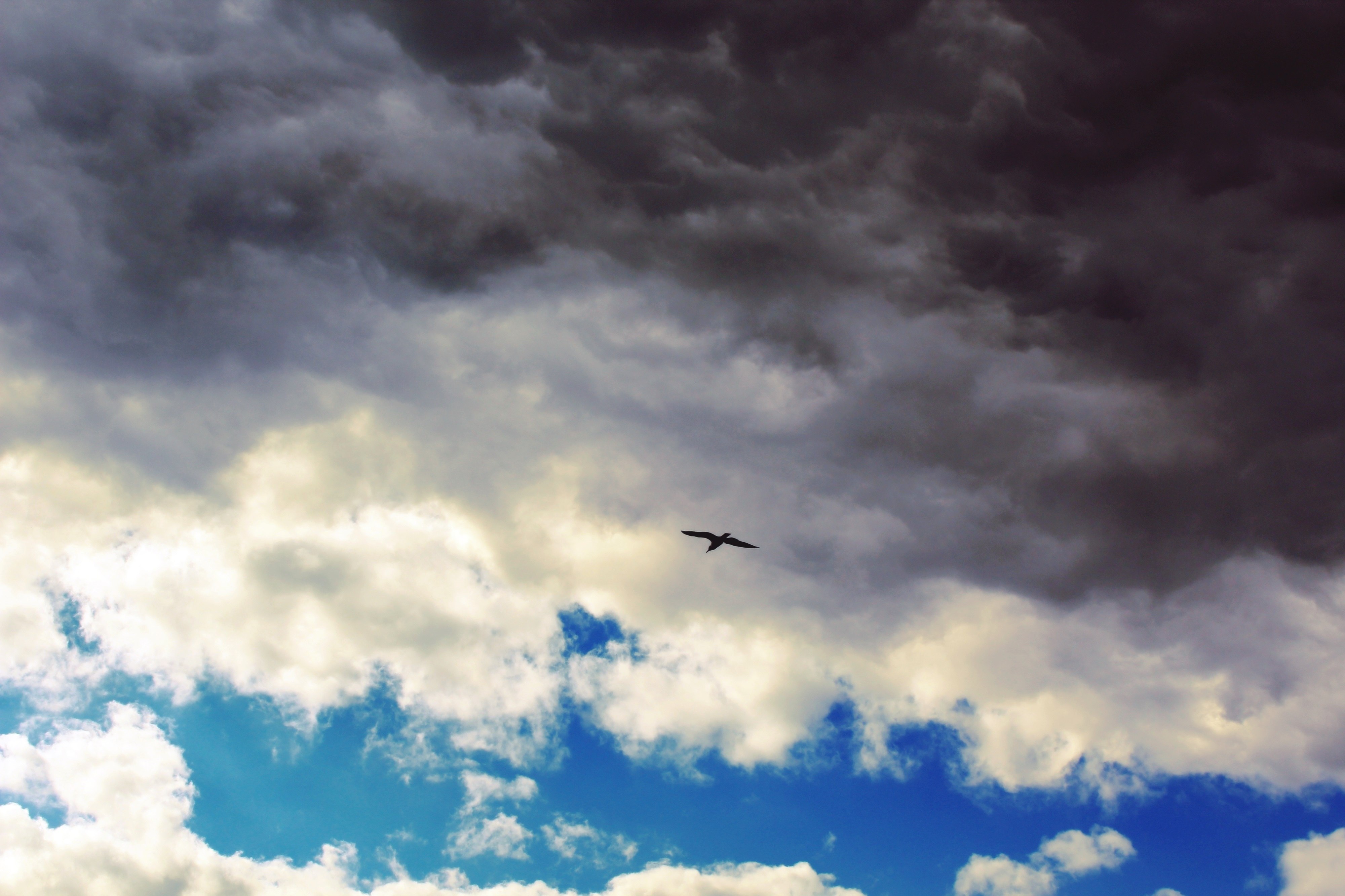 Синяя птица облака. Туча птиц. Серая туча птица. Голубое небо с черными облаками. Облако в форме птицы.