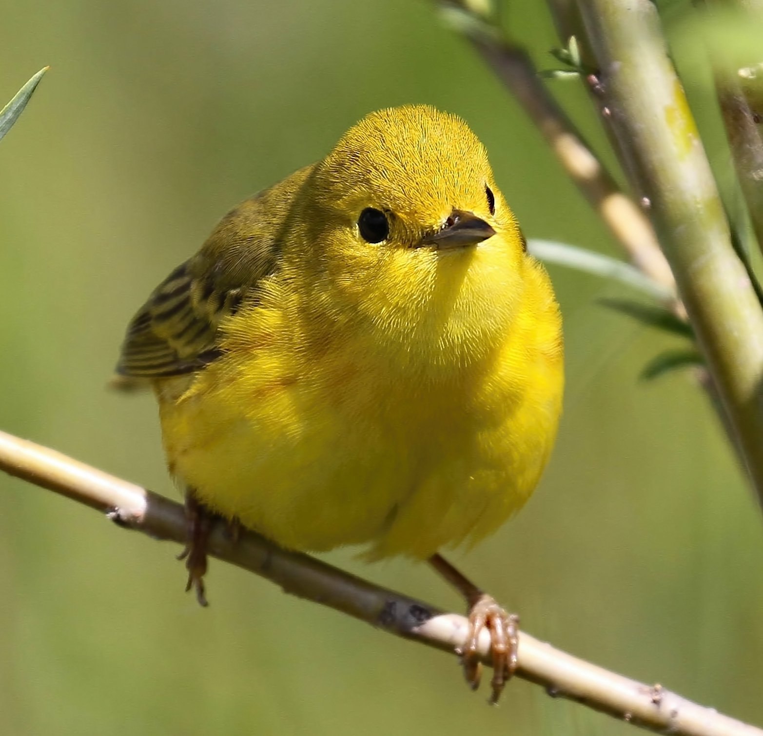 Маленькая желто зеленая птичка. Отряд воробьиных желтогрудка. Золотистый Лесной певун. Птичка древесница. Yellow Warbler птица.
