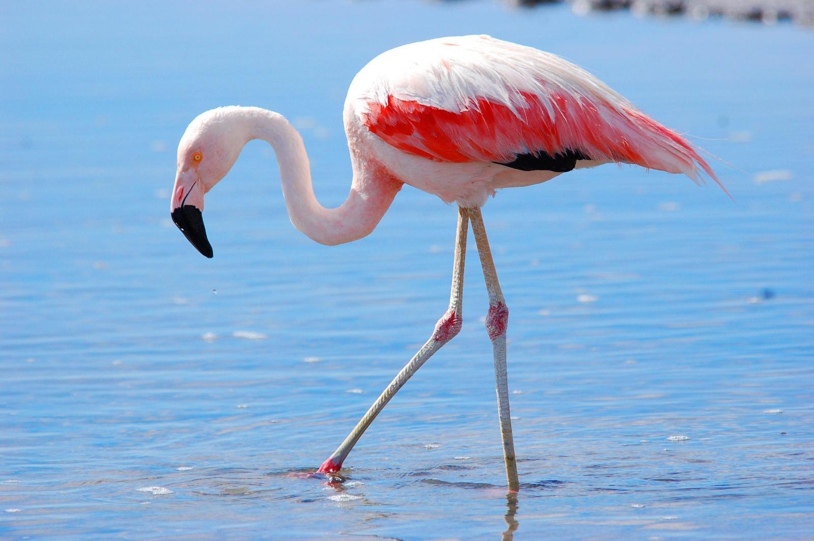 Какое животное розовое. Фламинго обыкновенный розовый. Розовый Фламинго птица. Андский Фламинго. Птица Фламинго обыкновенный.