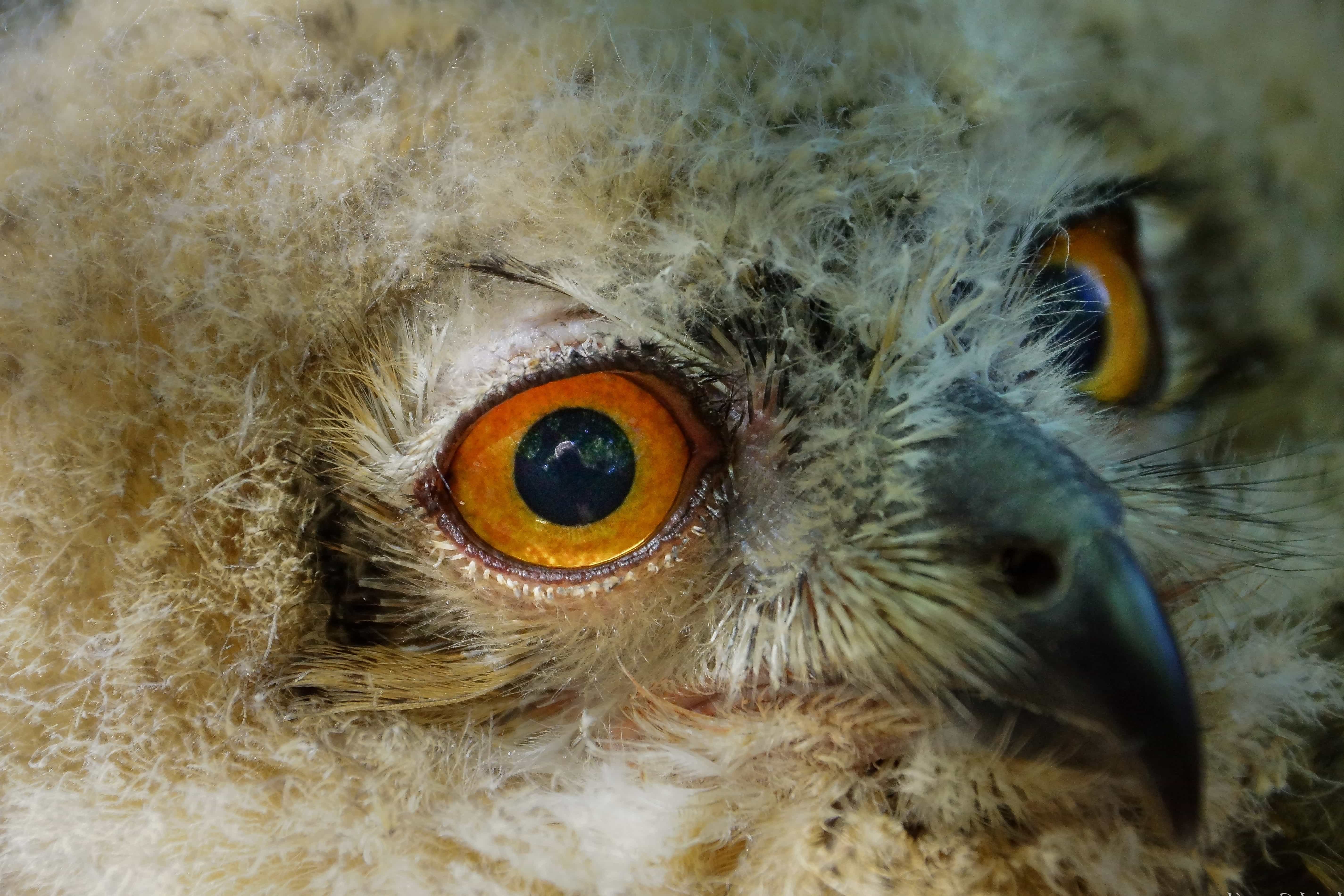 Птичьи глазки. Клюв ушастой Совы. Ушастая Сова глаза. Глаза животных. Необычные глаза животных.