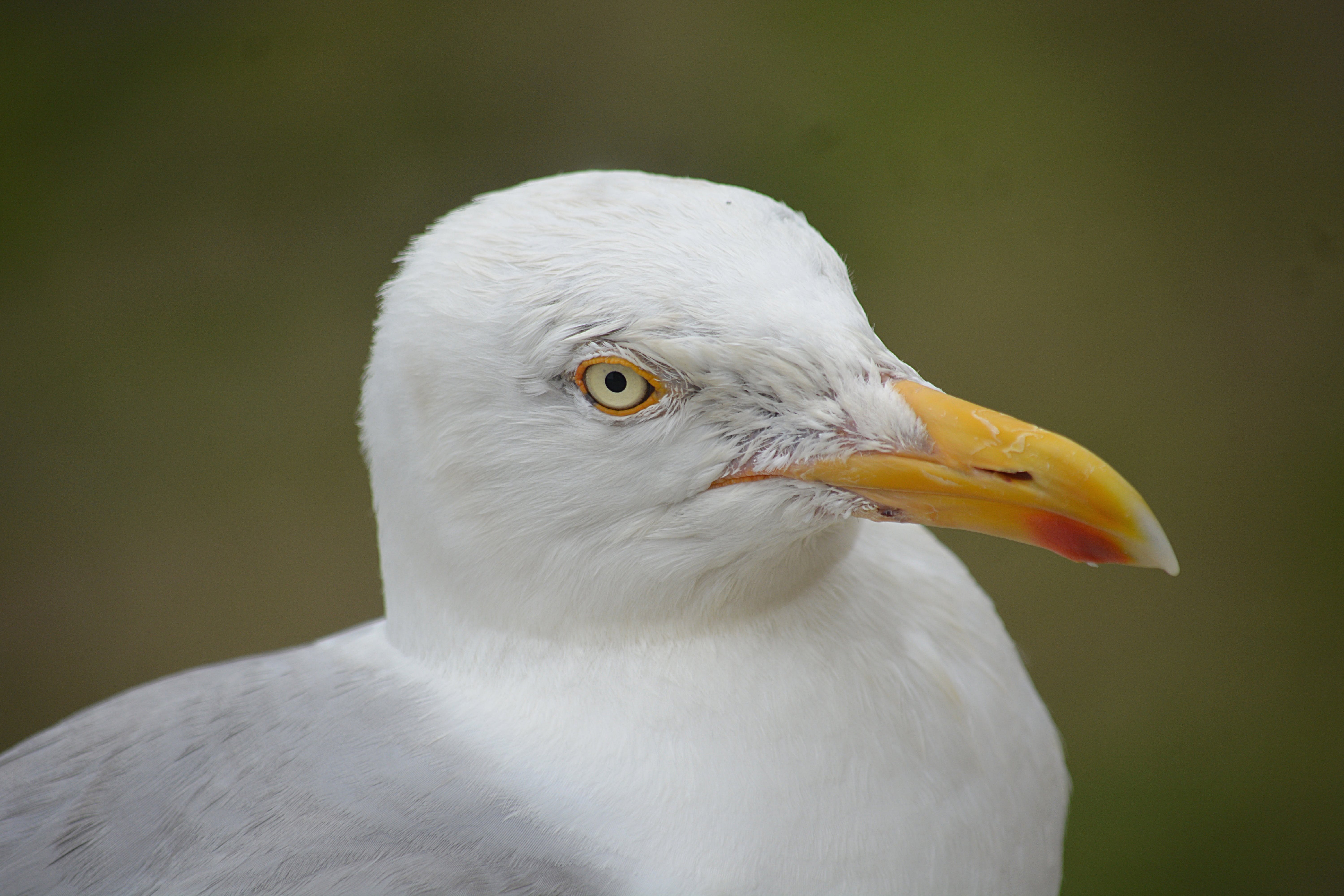 Птичка белая голова. Альбатрос альбинос. Чайка с желтым клювом. Большая белая Чайка с желтым клювом. Клюв Чайки.