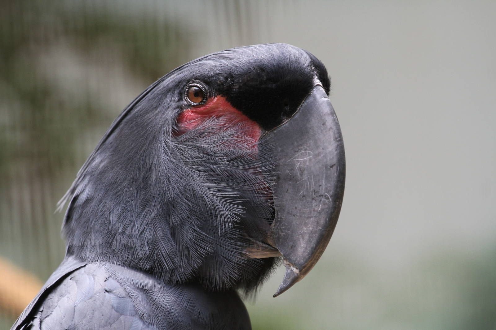 Черный попугай. Голиаф Какаду. Черный пальмовый Какаду. Попугай Какаду черный. Probosciger aterrimus (Какаду черный, или пальмовый).