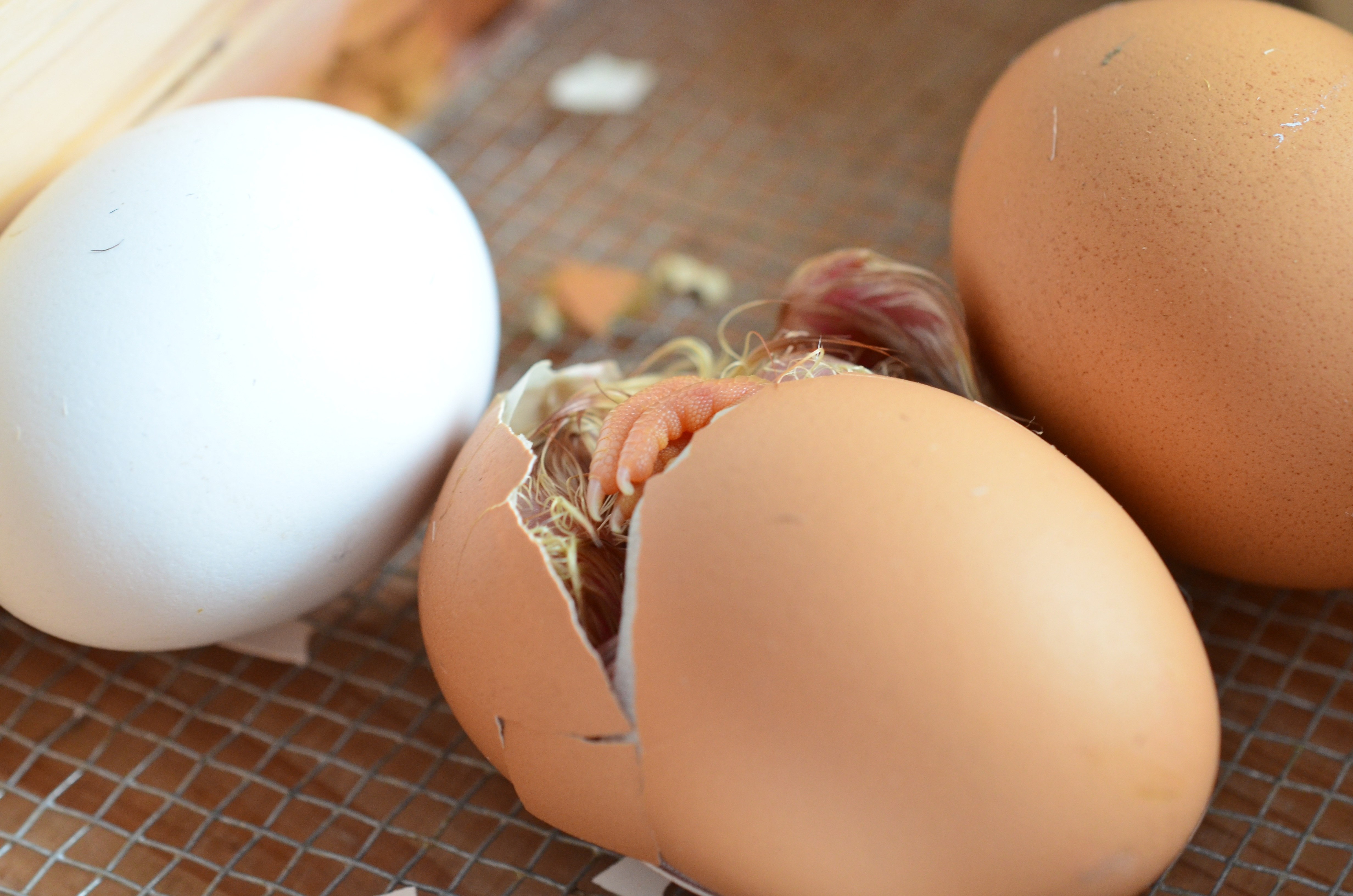 Hatching eggs. Курица с яйцами. Куриное яйцо с цыпленком.