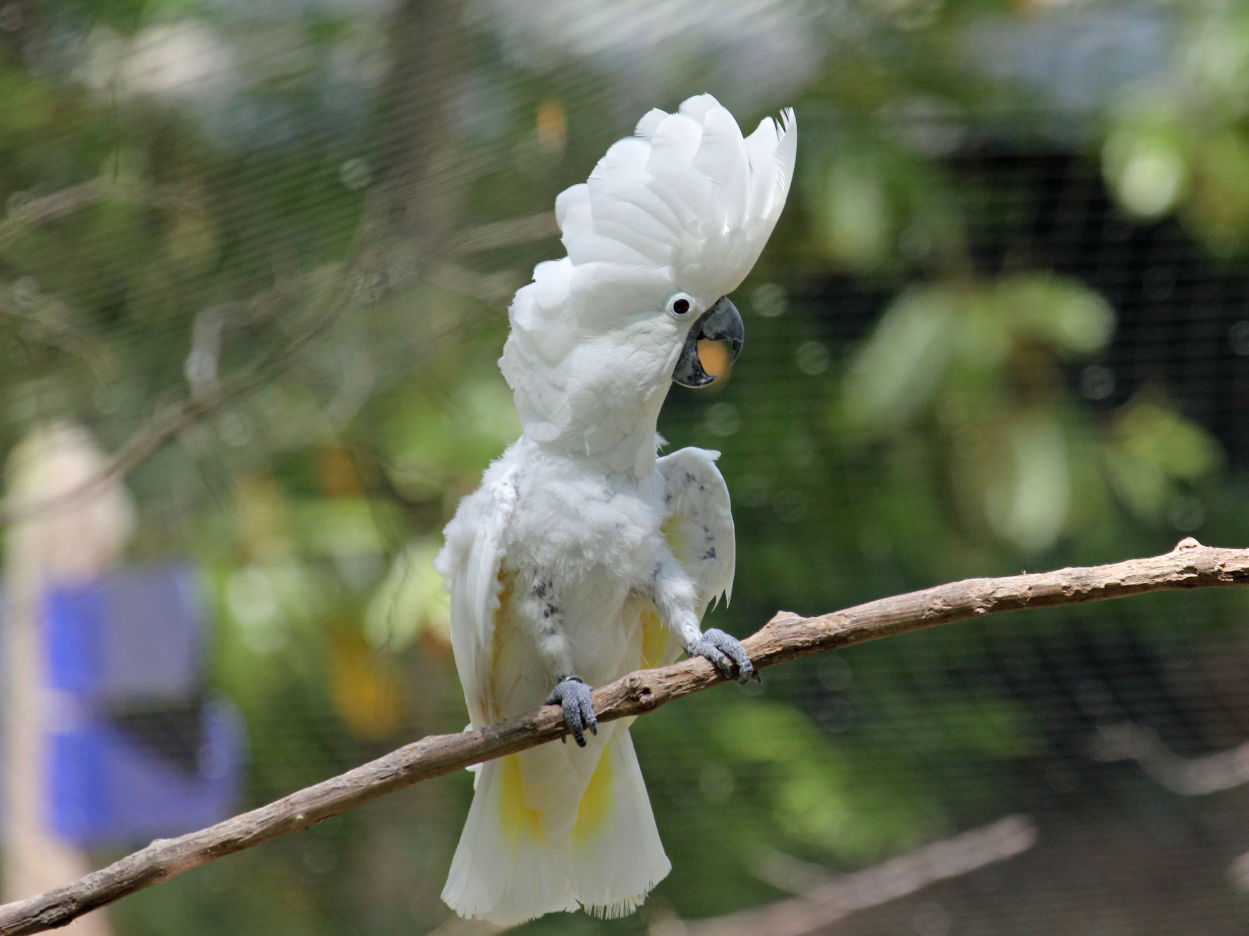 Большой какаду. Попугай Какаду. Попугай Какаду белохохлый. Белый попугай Какаду.