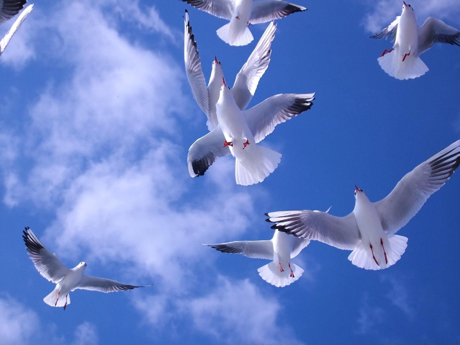 Белого неба над головой. Голуби в небе. Стая голубей в небе. Белый голубь. Стая белых голубей.