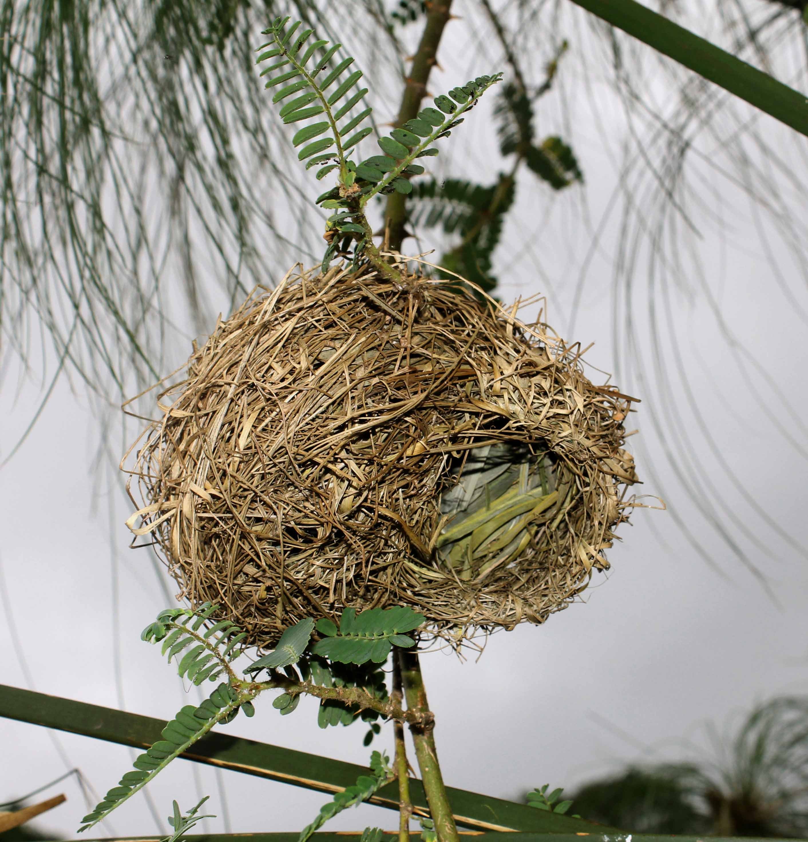 Their nests. Гнездо Kamteks. Папфю Nest. Птичье гнездо мультикульт. Птичье гнездо Малайзия.