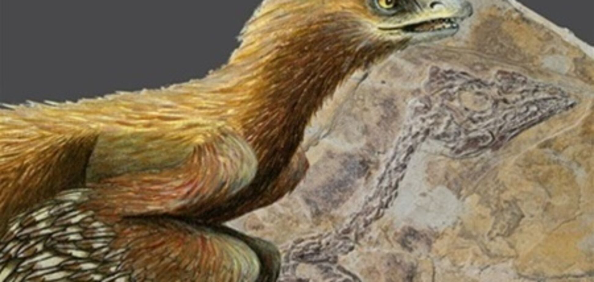 Птицы древних времен. Aurornis птица. Древняя птица Археоптерикс. Огромные птицы древности. Археоптерикс реконструкция.