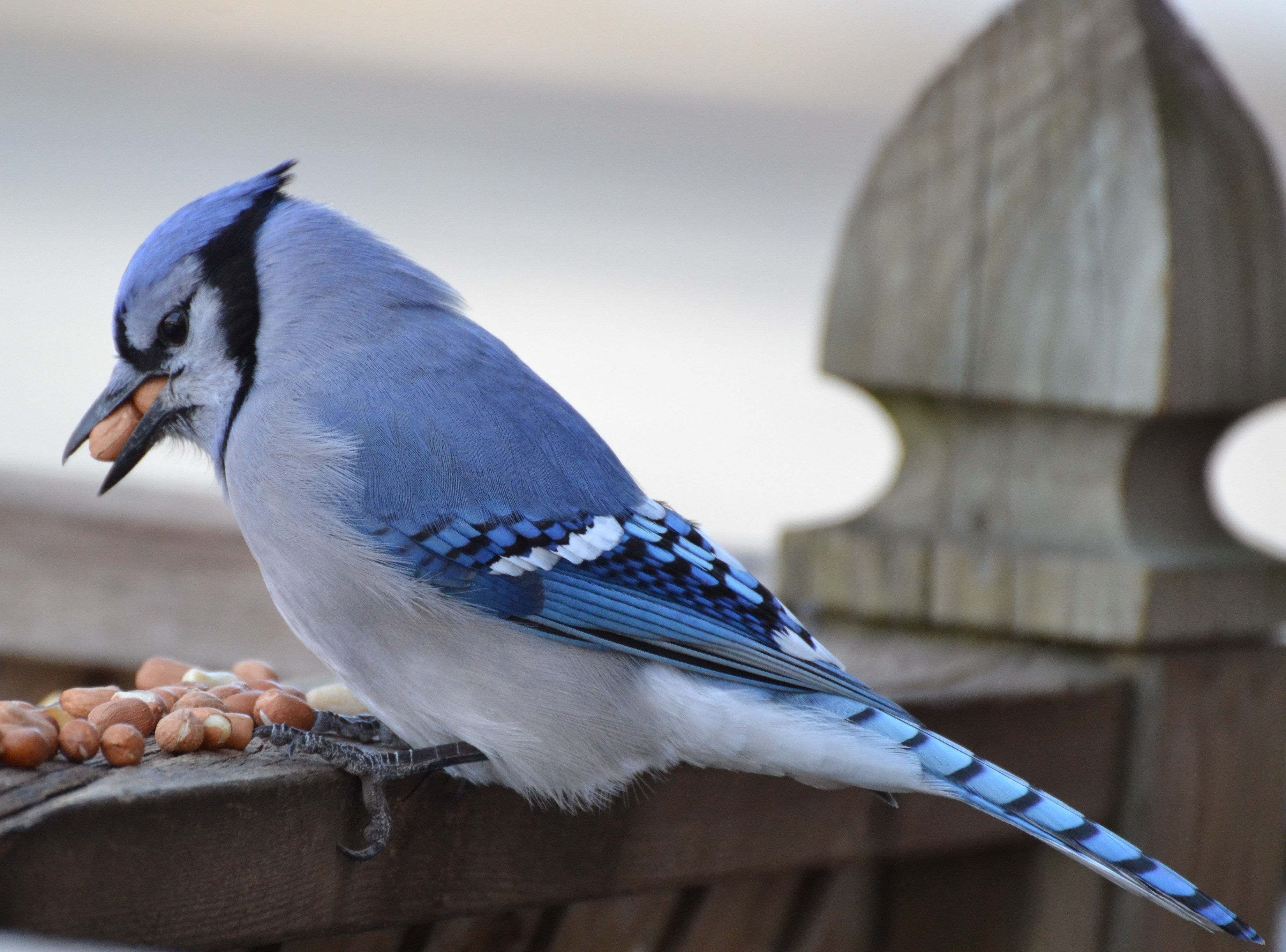 Bluejay. Голубая Сойка Канада. Сойка Перелетная. Оседлые птицы Сойка. Голубая Сойка клюв.