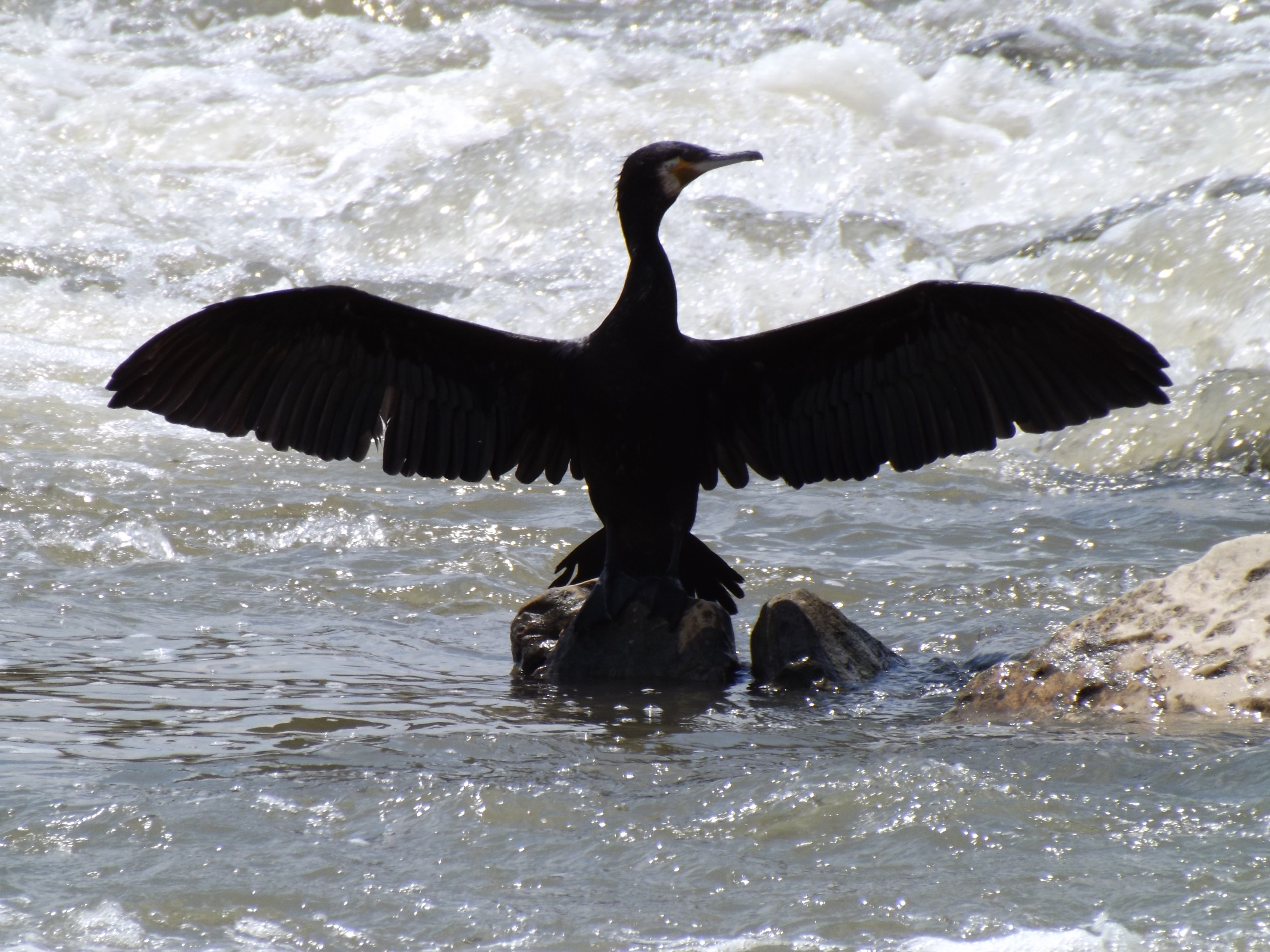 На черной воде плавала громадная птица 4