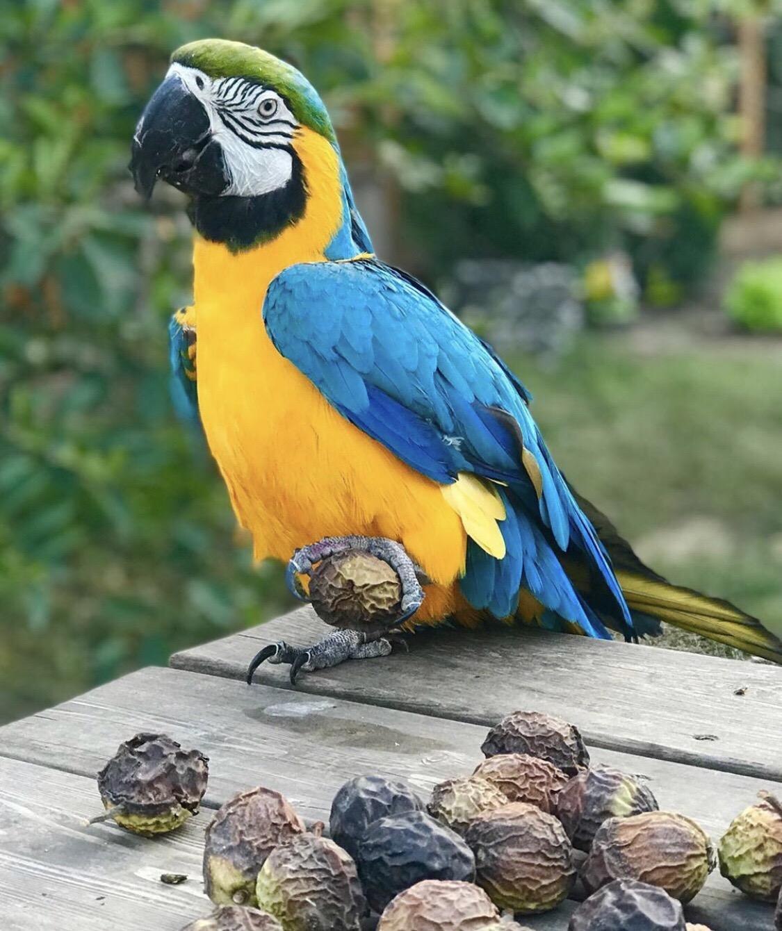 Большой попугай ара