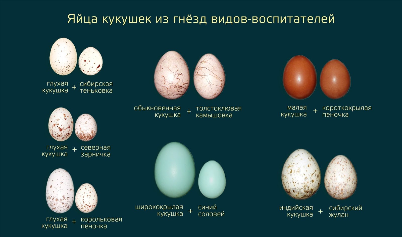 Яйца кукушки