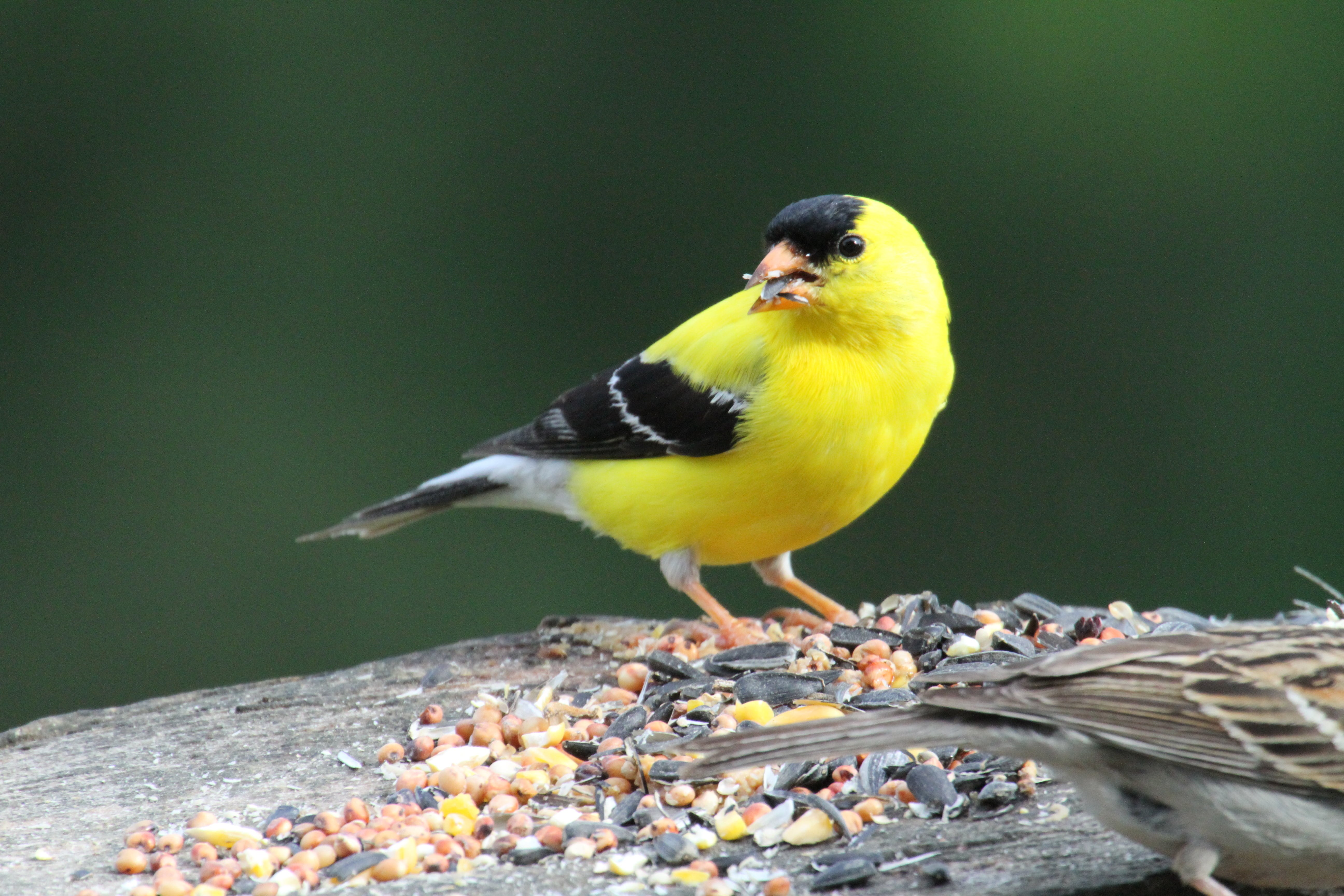 Птица спиной вперед. Щегол желтый. Птица с желтыми крыльями. Птица с желтыми полосками на крыльях. Птица с желтым ртом.