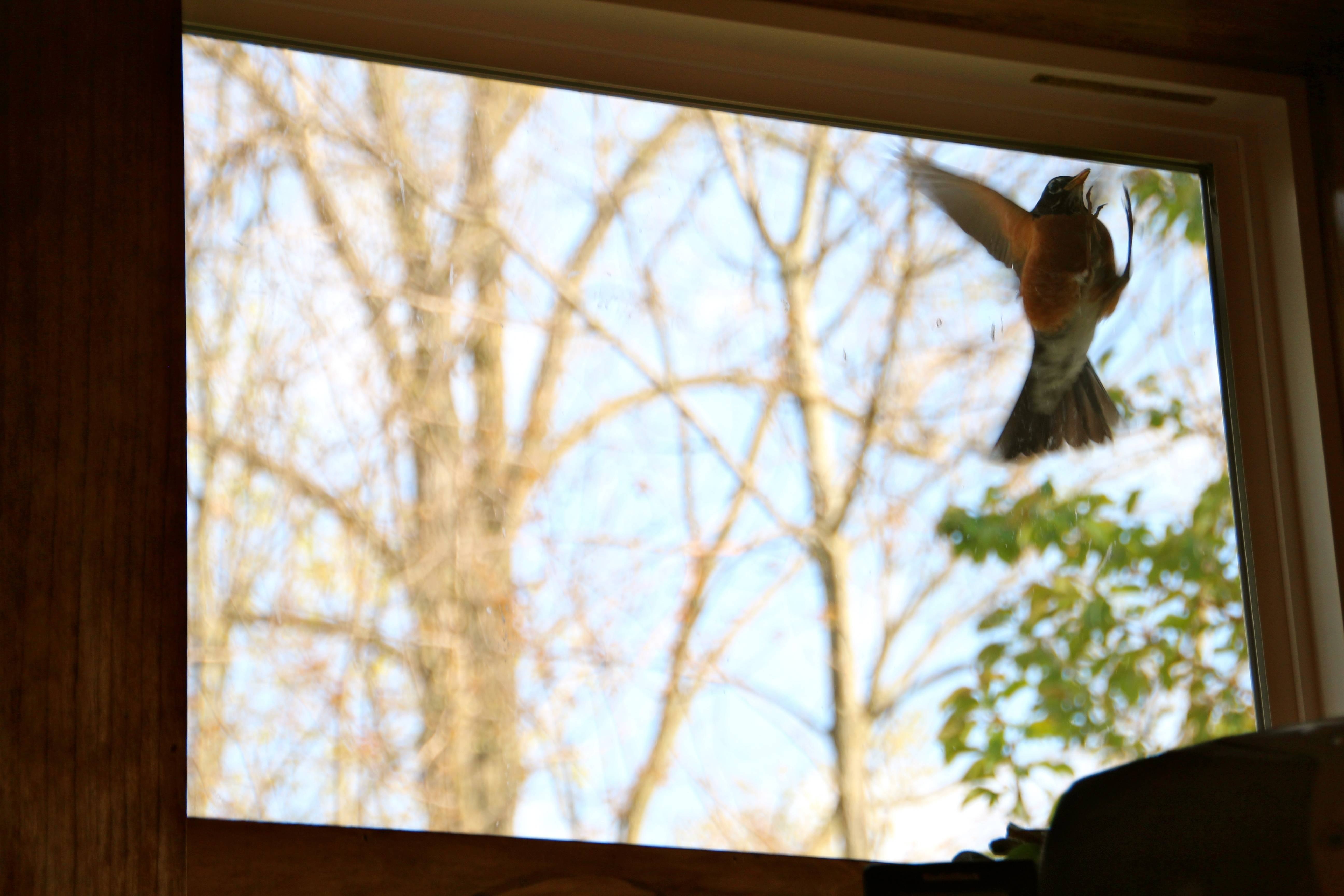 Птичка в окне примета