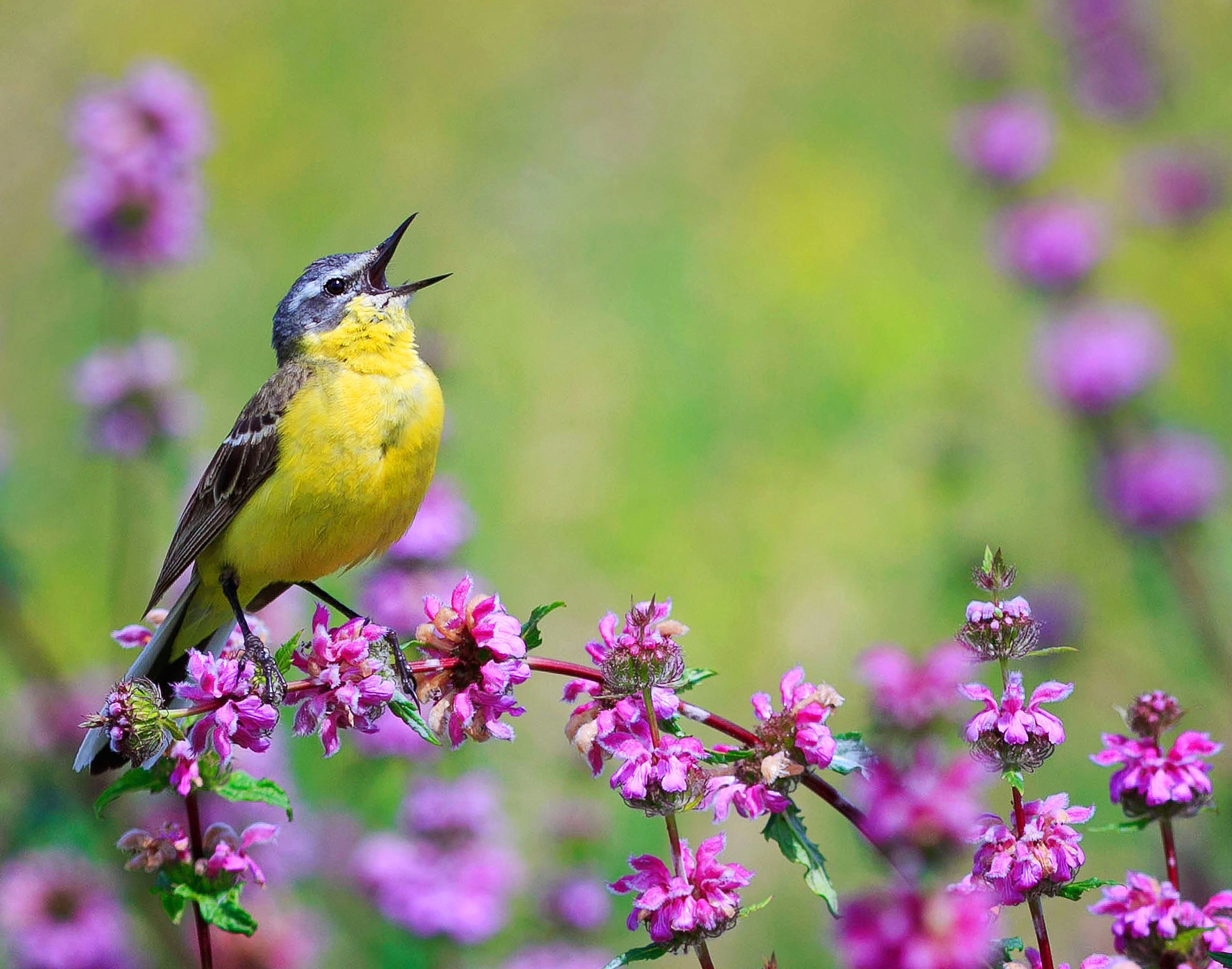 Почему птицы поют весной. Летние птицы. Весенние птицы. Птицы поют. Птицы.