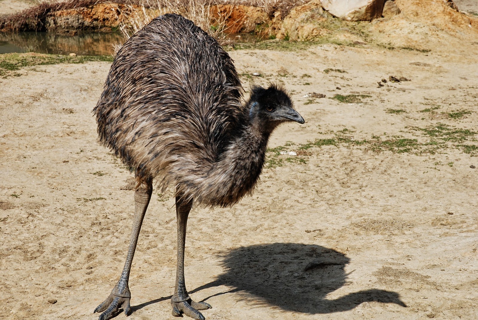 австралия с страусами