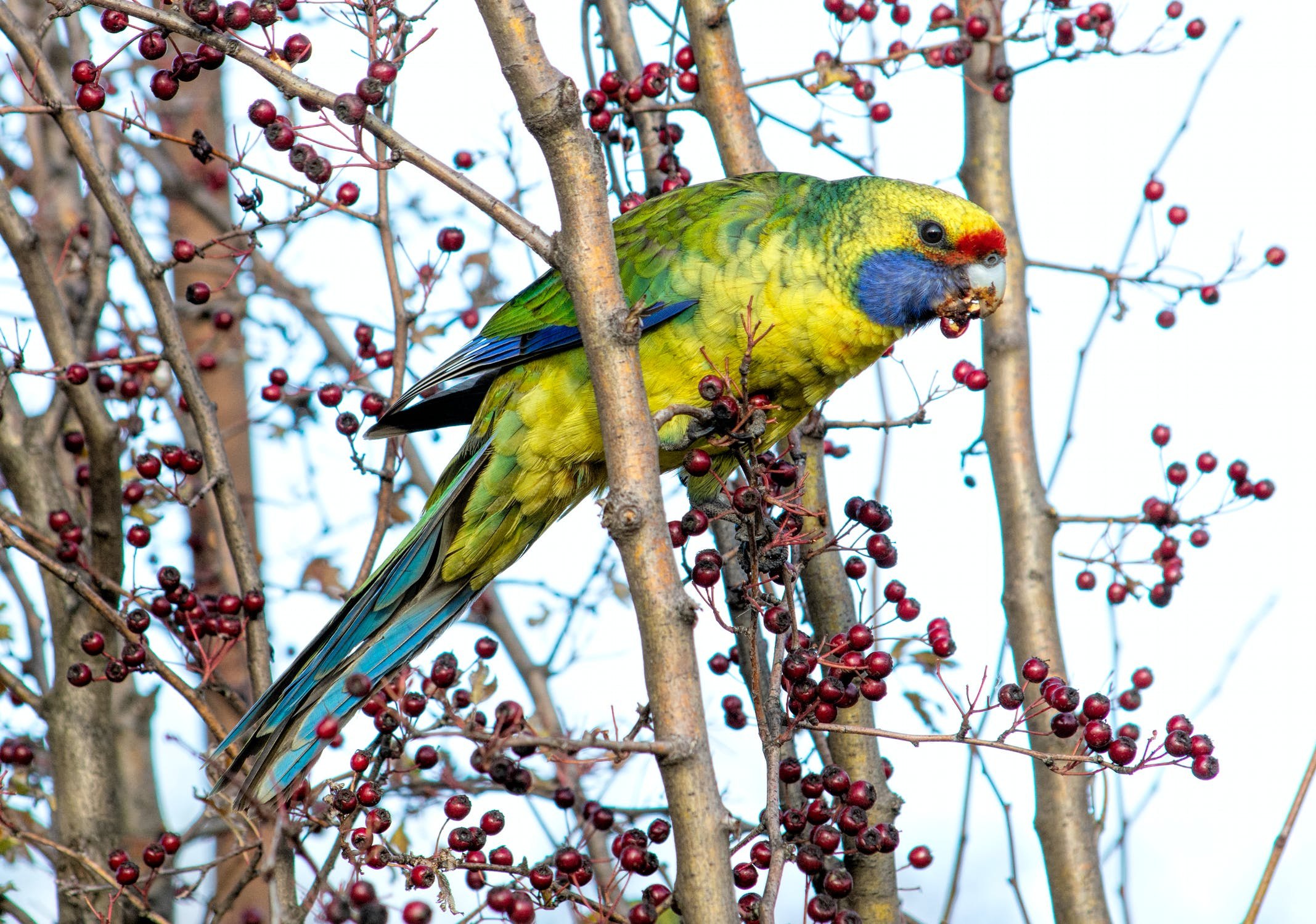 Green Rosella