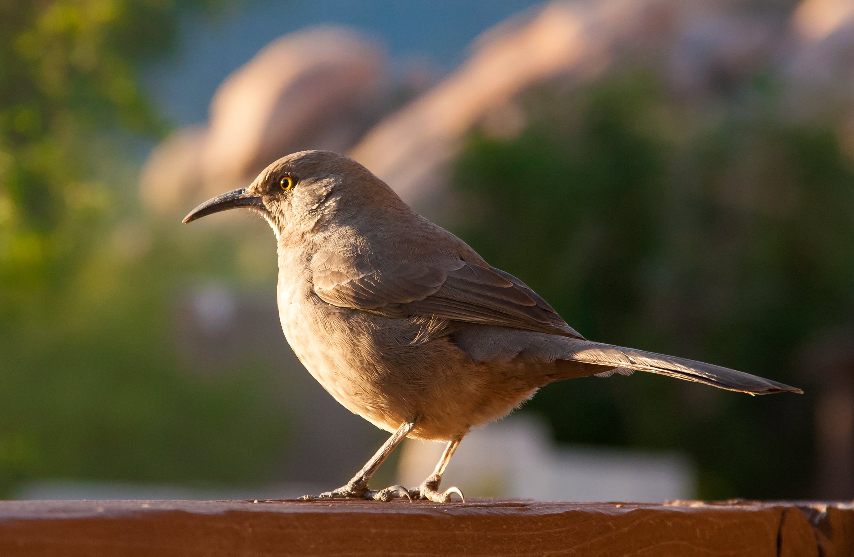 Серая птичка с коричневым хвостом фото
