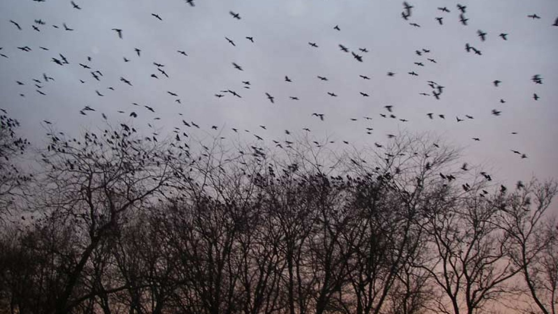 Крик птиц весной. Вороны в небе. Птица над деревом. Стая птиц. Стая ворон в небе.