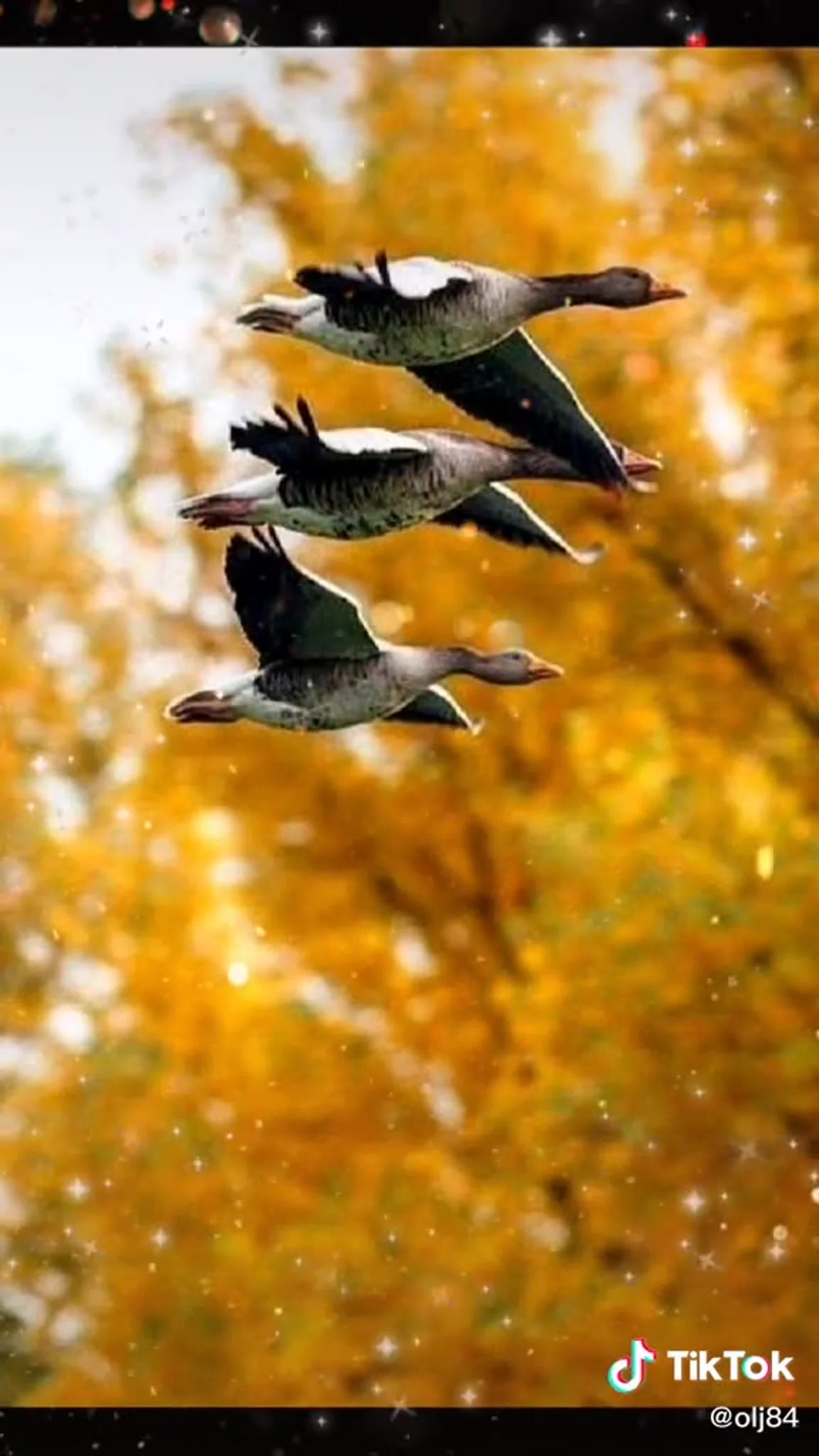 Птицы улетающие первыми. Птицы улетают на Юг. Осенние птицы. Осень птицы. Стая птиц.