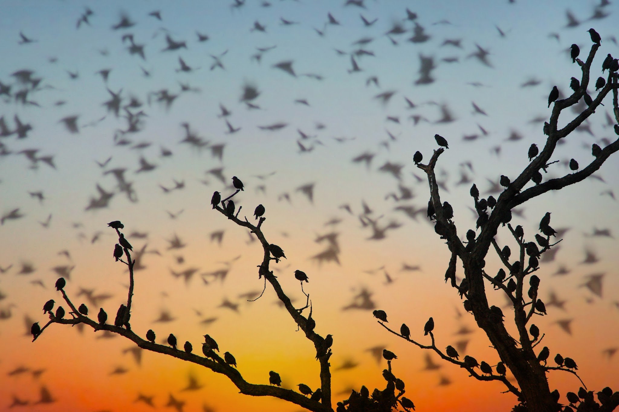 Звуки определенных птиц. Птицы на дереве. Миграция птиц. Стая птиц на дереве. Небо через деревья птицы.