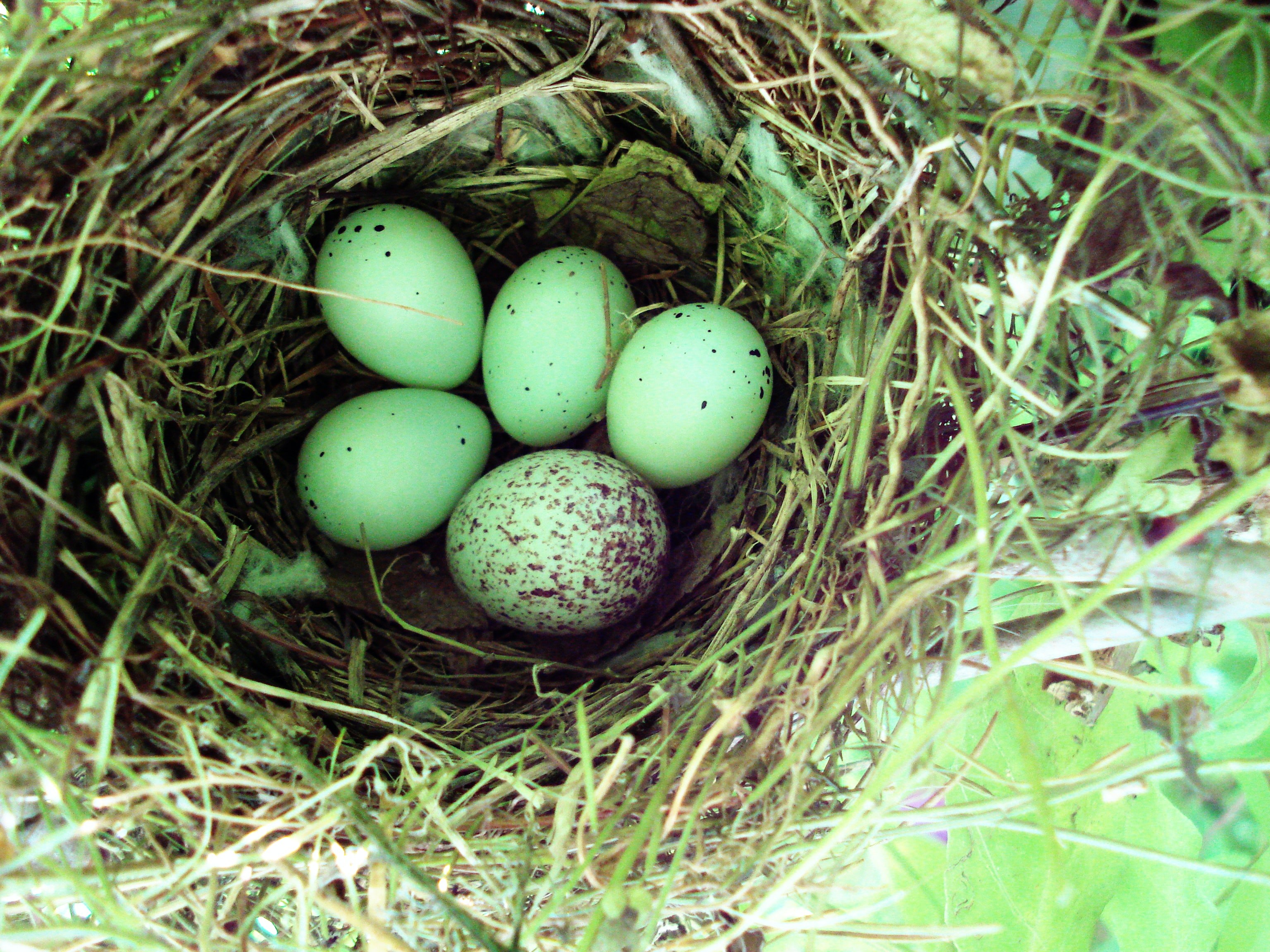 Какого цвета яйца птиц. Гнездо кукушки. Кукушкино яйцо. Гнездо шпорцевой кукушки. Гнездо с яйцом кукушки.