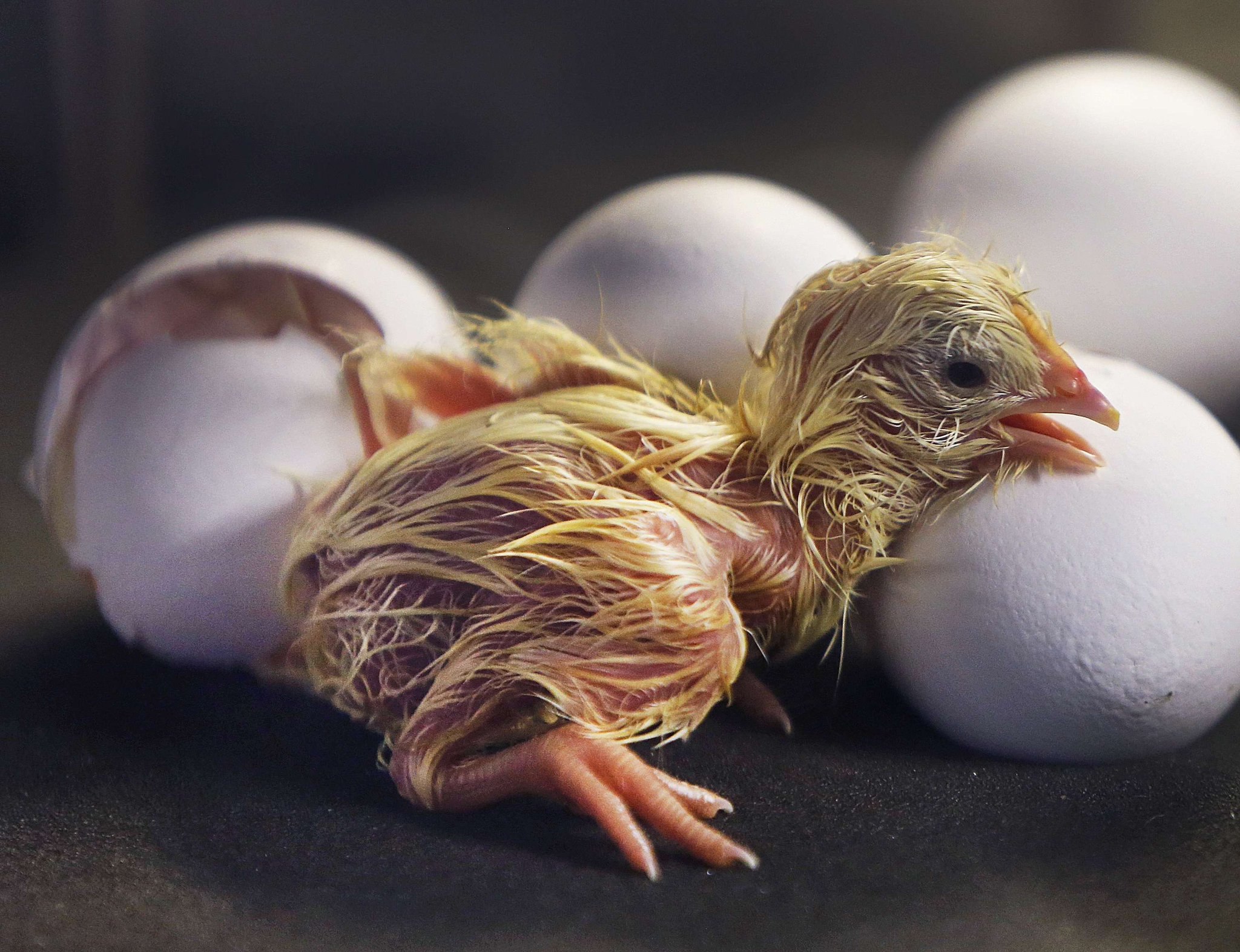 Hatching eggs. Птенец вылупившийся из яйца. Цыпленок вылупляется из яйца. Птенец вылупляется. Цыпленок вылупился.