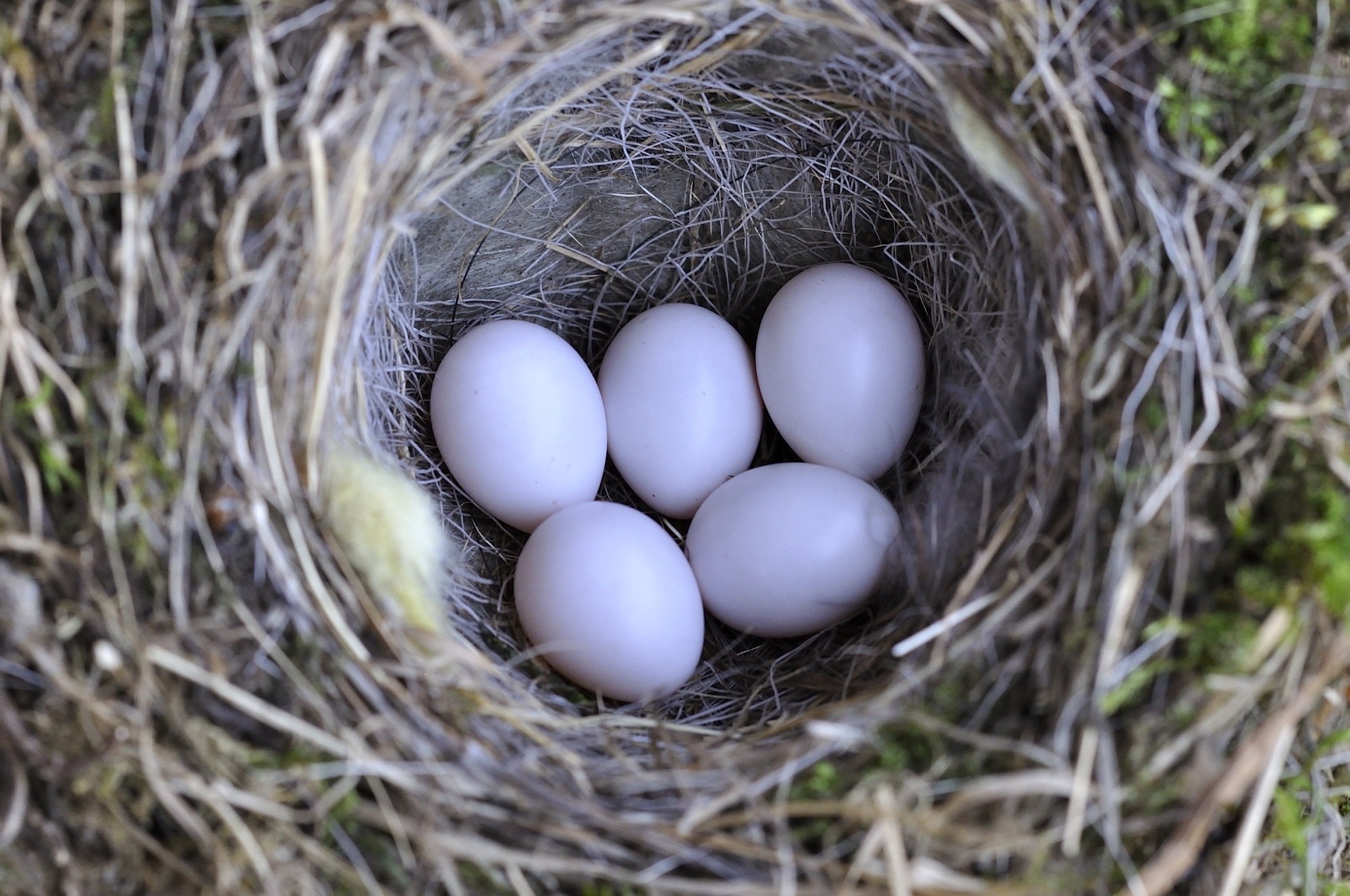 Песня птички яички. Яйца птиц. Птичьи яйца в гнезде. Гнездо с яйцами. Яички в гнезде.