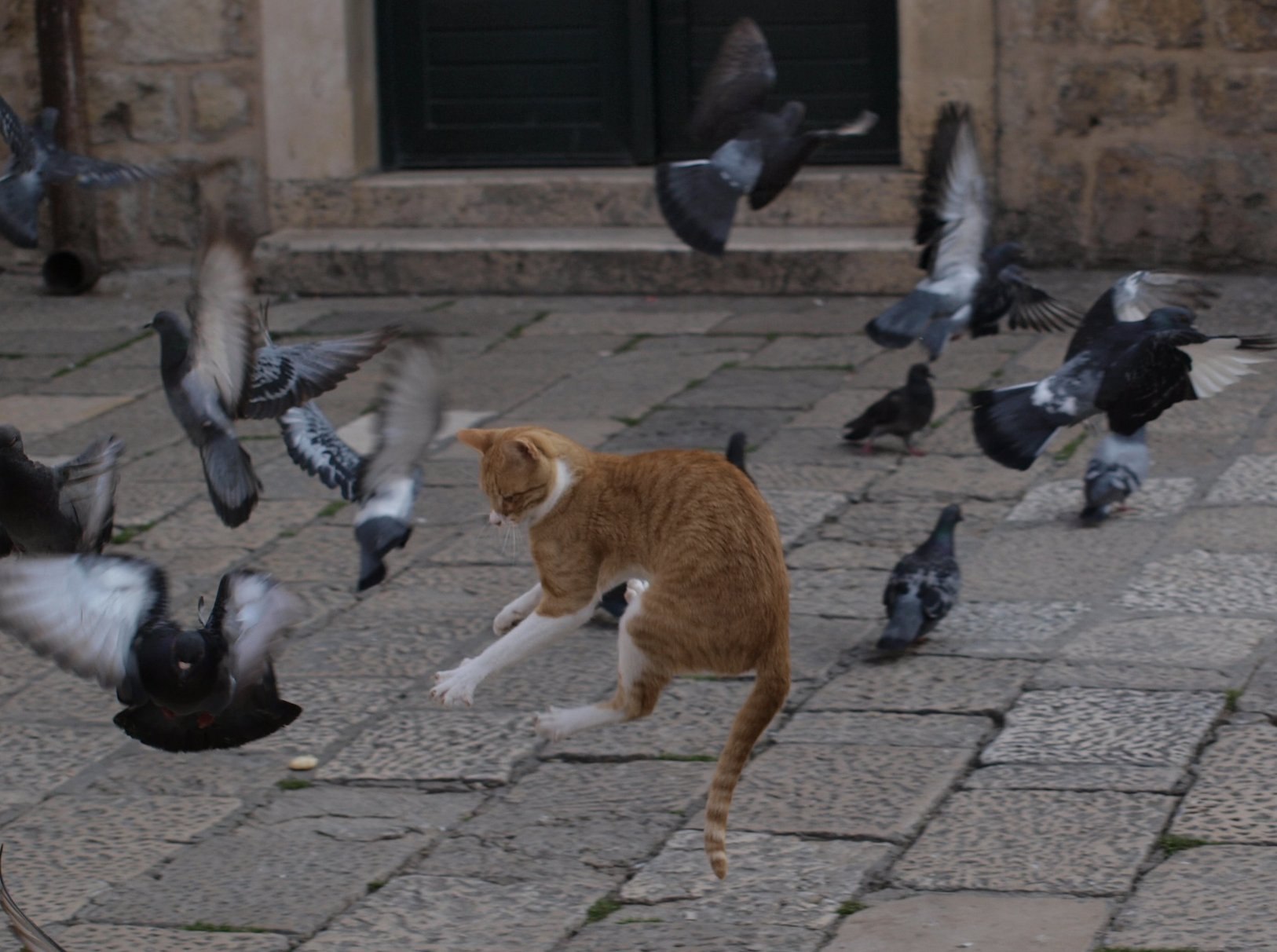 Кошка среди голубей ханкай. Кошка среди голубей. Put the Cat among the Pigeons. Враги голубей.