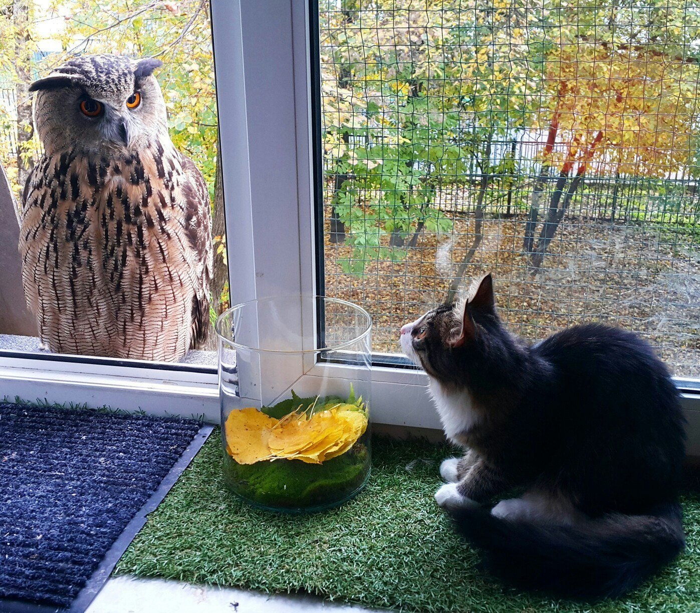 Птички для котика видео. Кот и птичка. Кот на окне. Кот и птички за окном. Забавные птицы и коты.