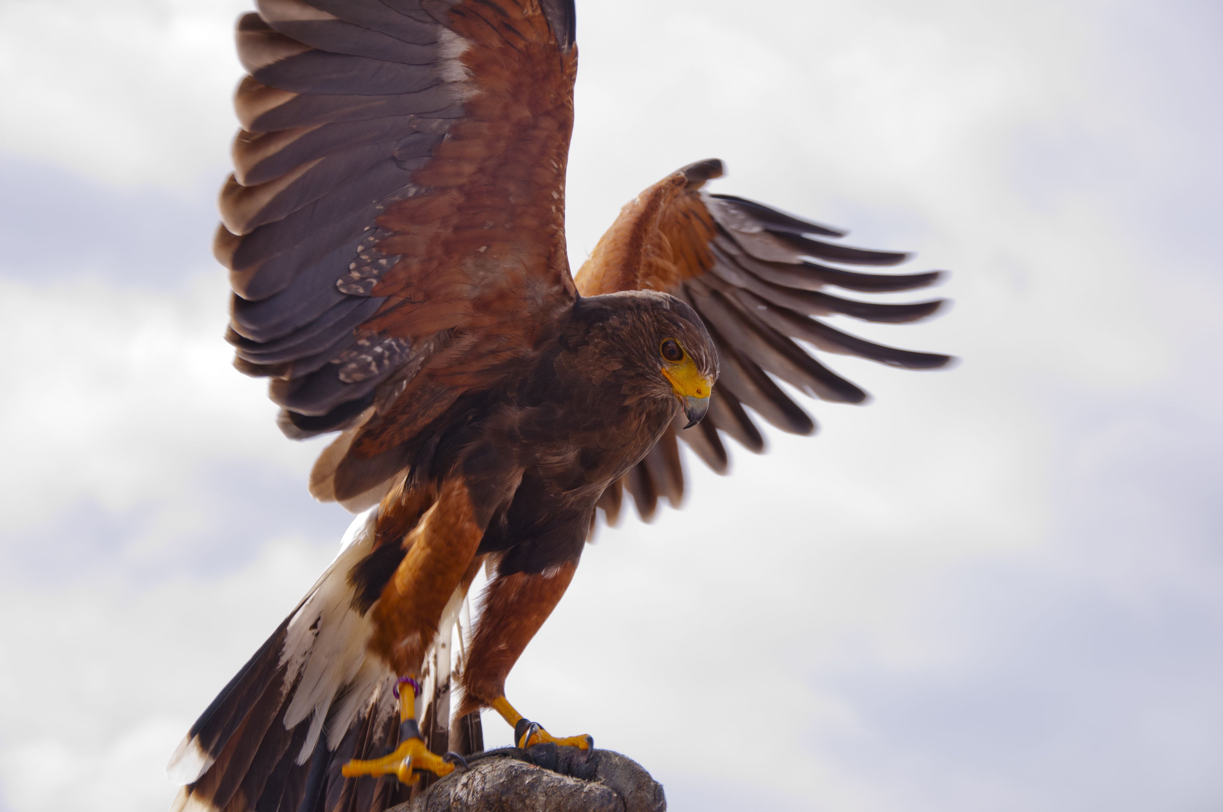 Hawk Eagle