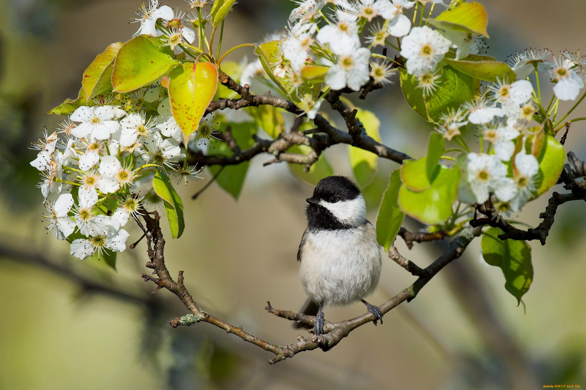Поют весной птицы весело. Природа птицы. Весенние птички. Птицы весной.