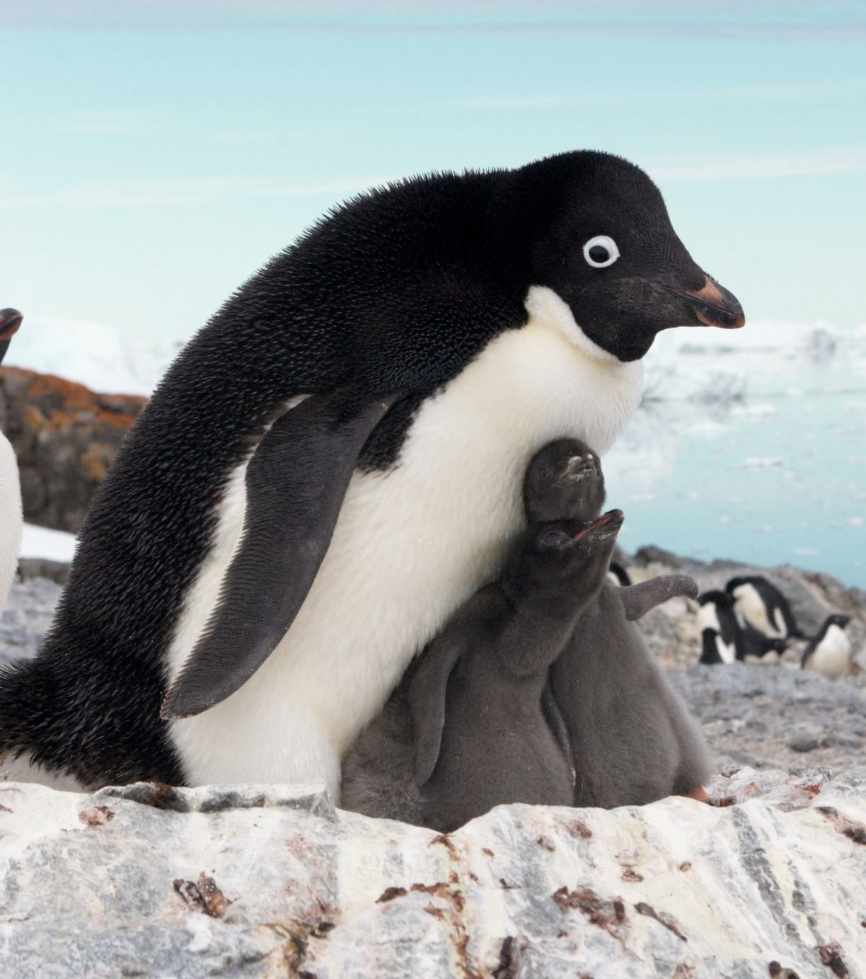 Пингвин Адели Пингвинёнка