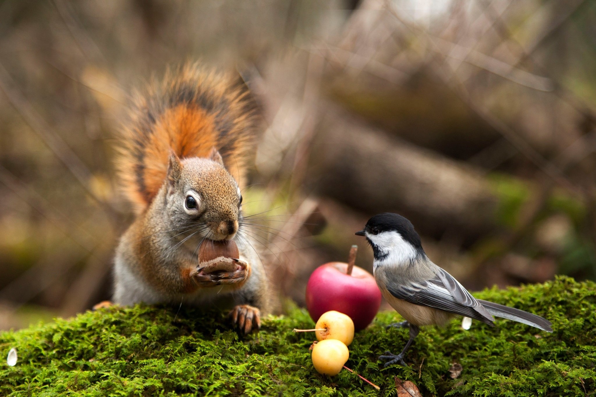 Дикая природа белка. Природа птицы. Природа и животные. Животные весной. Забавные птицы.