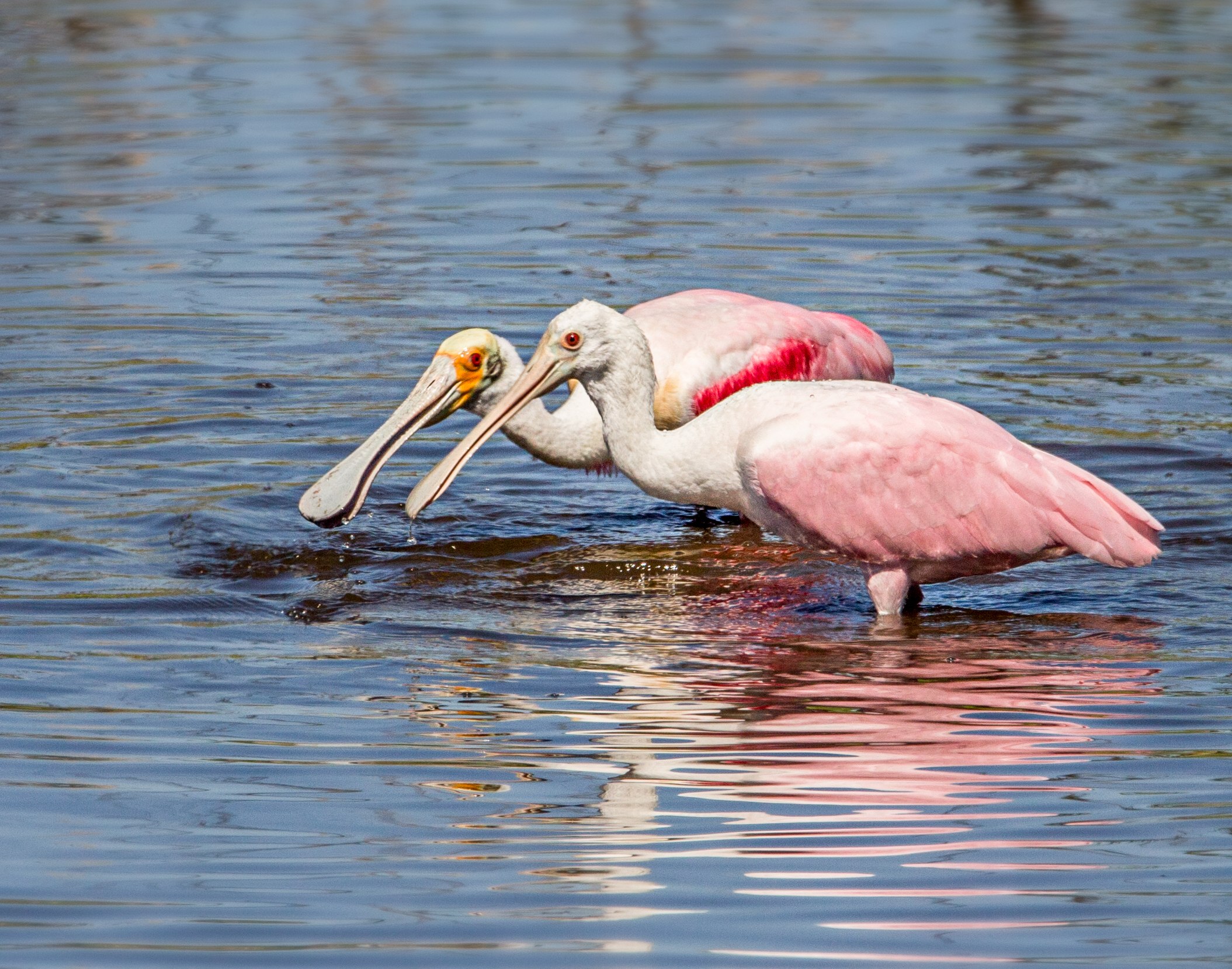 Розовый пеликан красная. Розовый Пеликан. Розовые Пеликаны в Калмыкии. Пеликан в Африке. Розовый Пеликан Алтайский край.