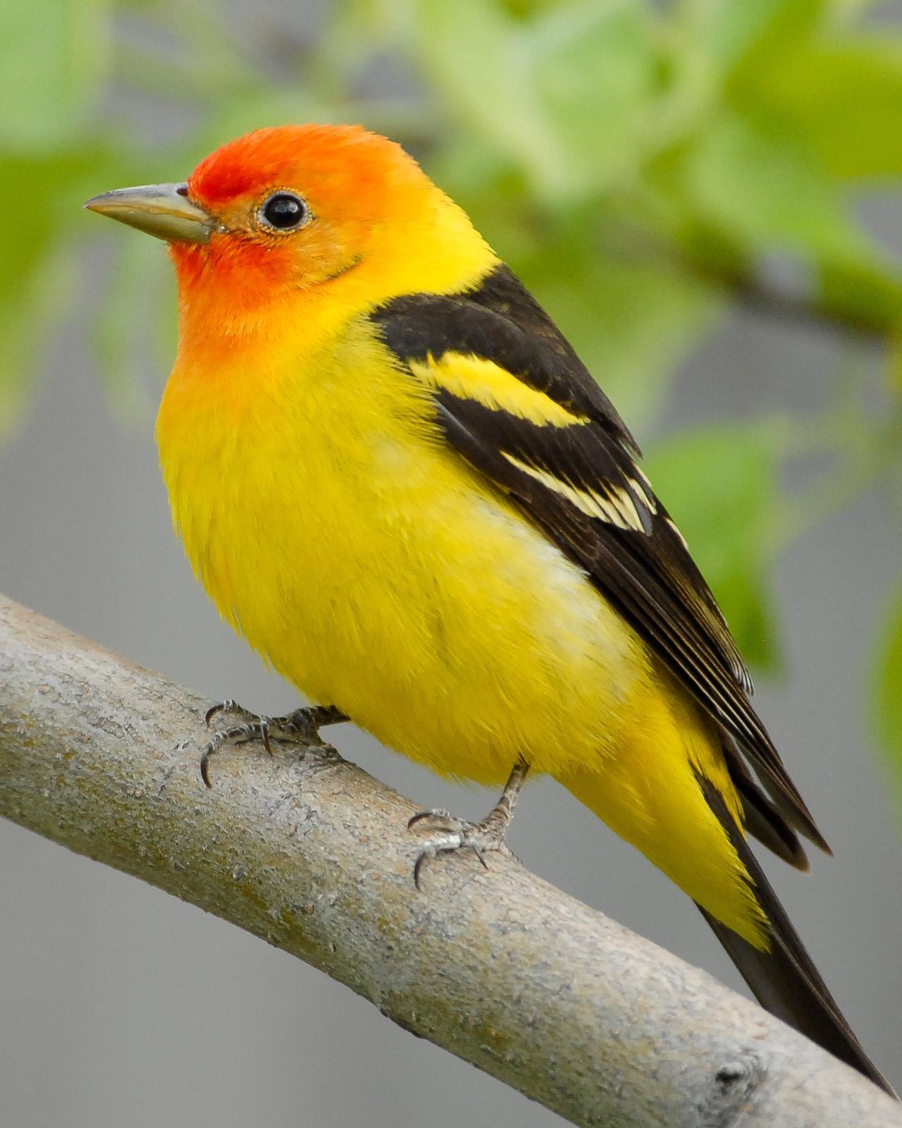 Маленькая птичка с желтыми крыльями. Желтая танагра. Желтая танагра птица. Щеглы Вьюрковые. Иволга щегол.
