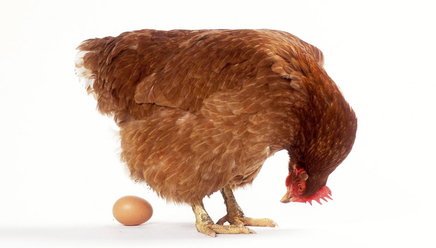 Курица снесла яйцо