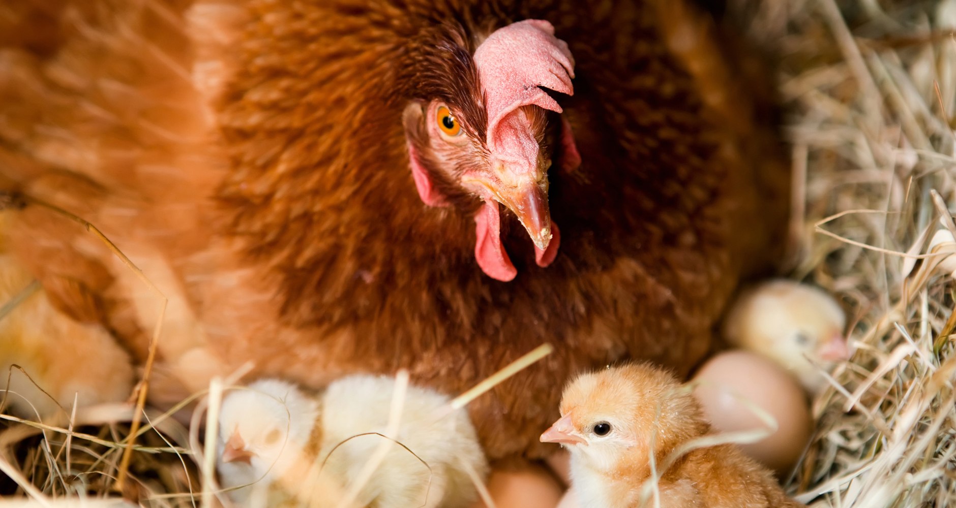 Кура наседка. Курочка высиживает яйца. Курица наседка Квочка. Курица с цыплятами. Курица с яйцами.