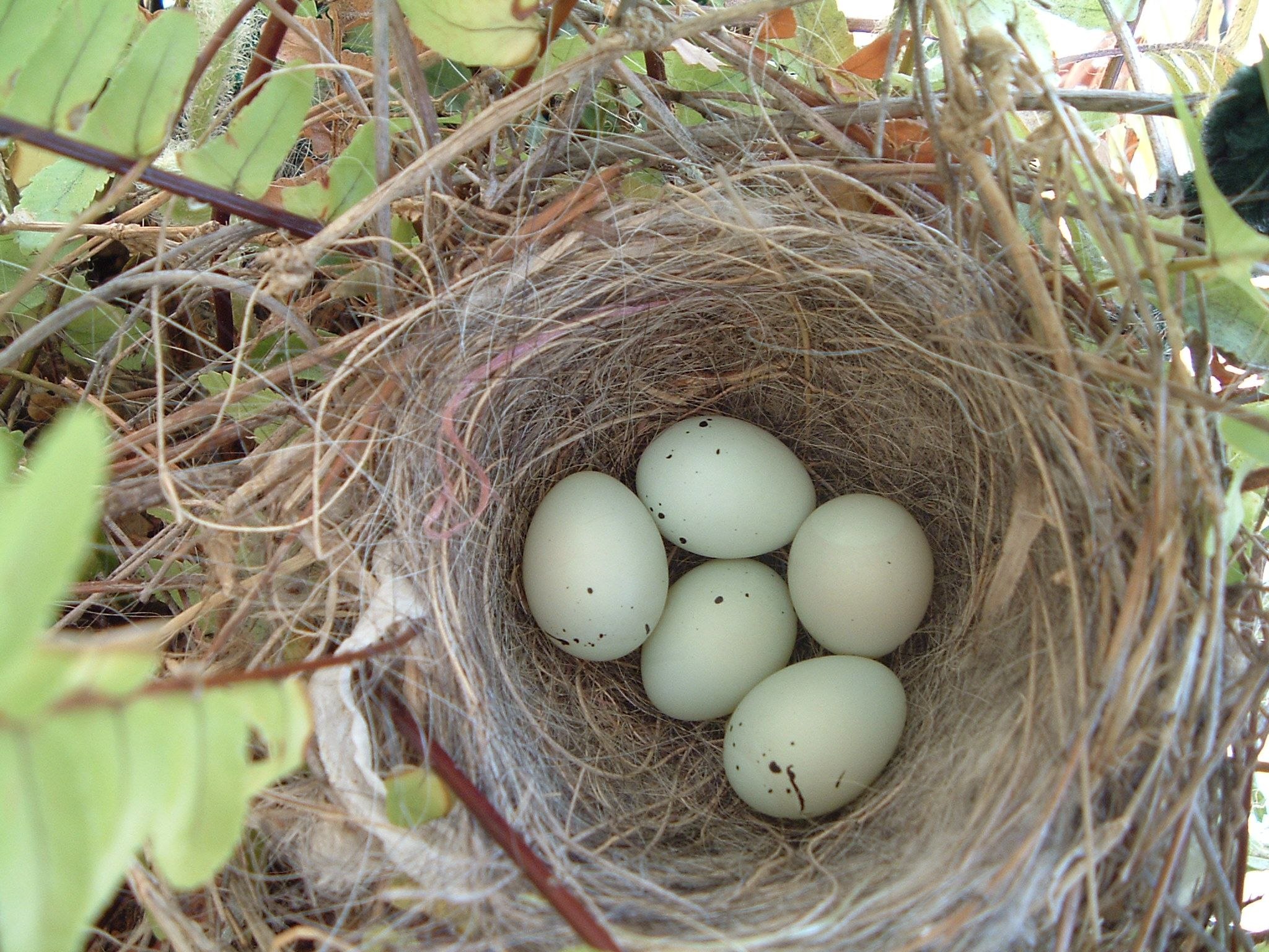 Their nests. Гнездо Авгурея. Остара гнездо. Сарыч гнездо яйцо. Воробьинообразные гнезда.