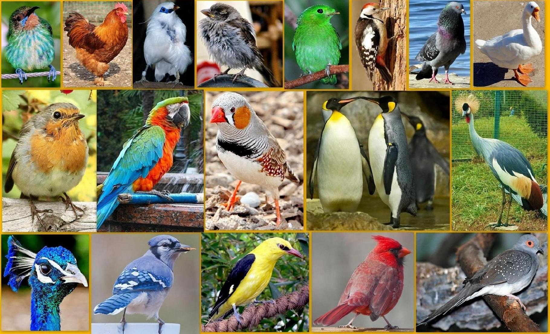 Много разных птиц